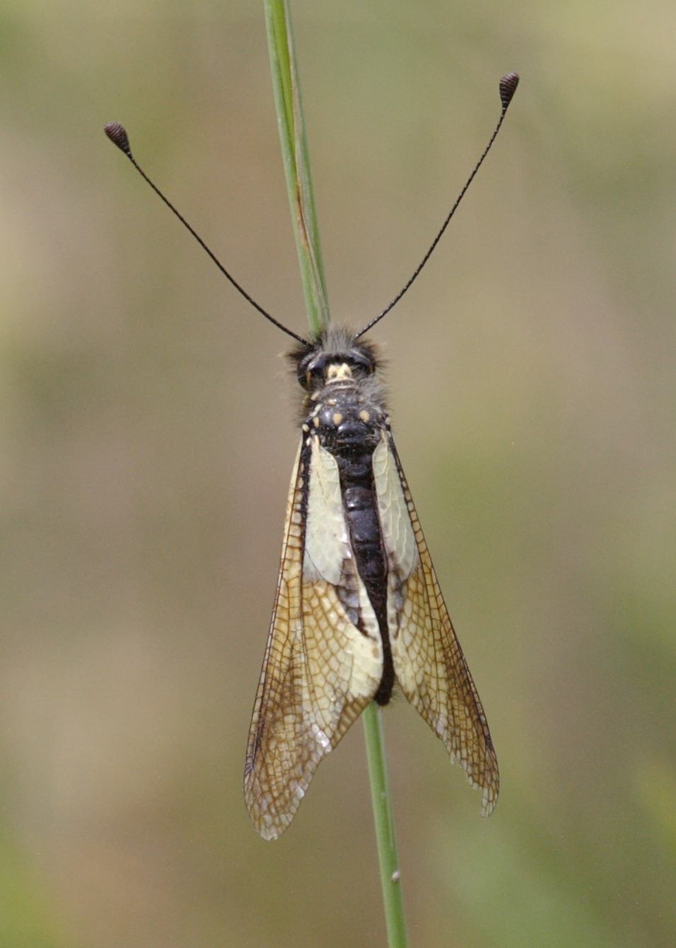 libelloides_coccajus3bd