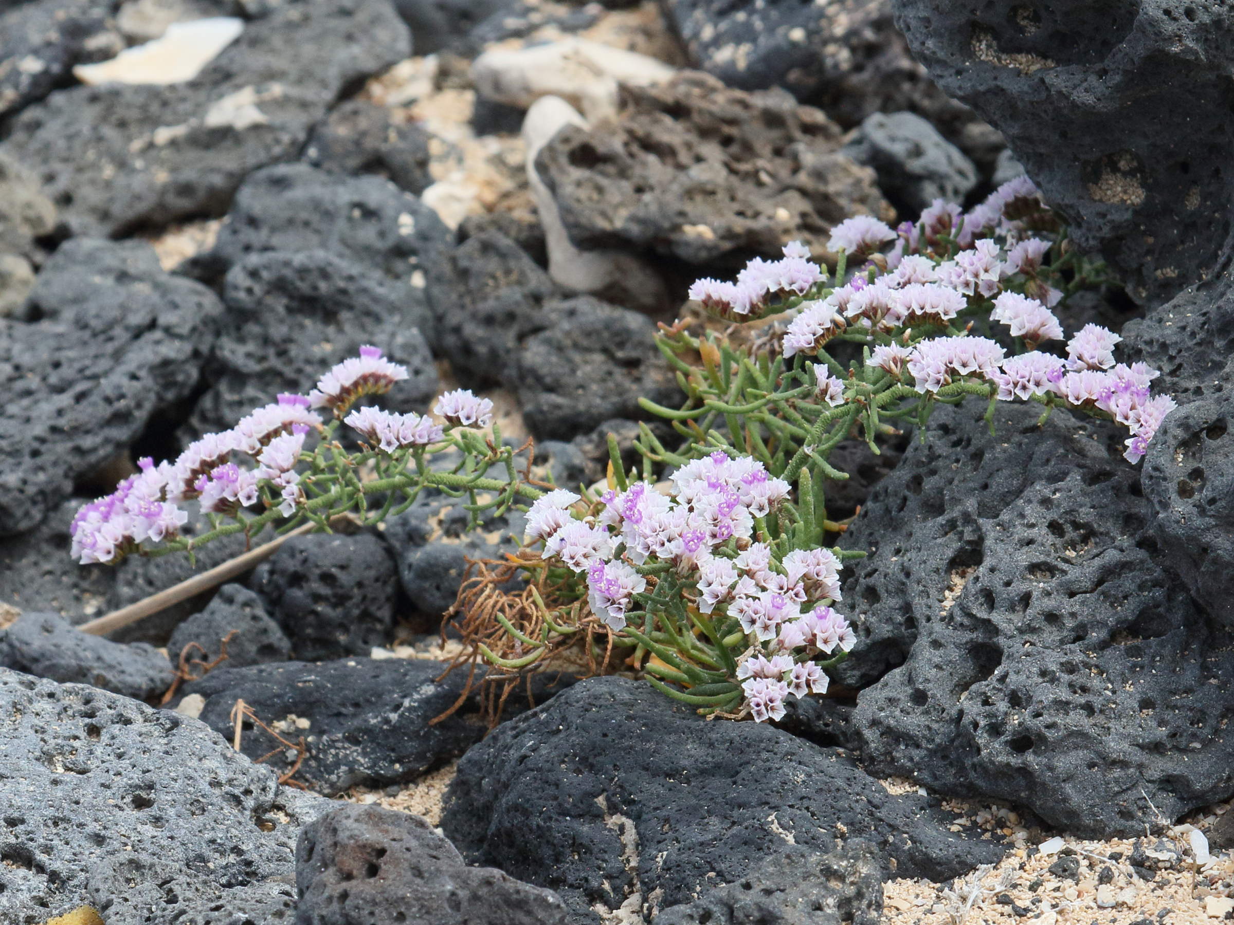 limonium_papillatum4bd