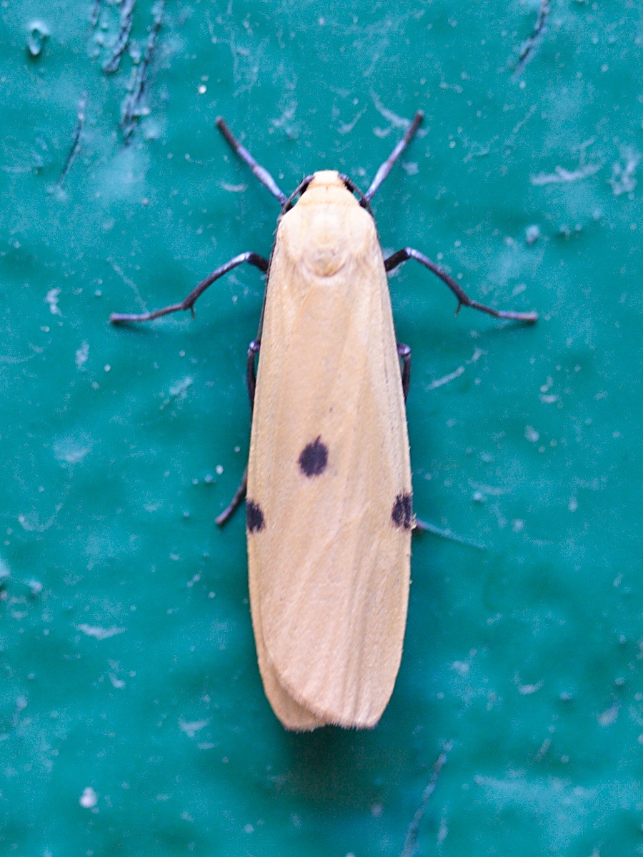 Afficher le média lithosia_quadra2md lithosia_quadra2md