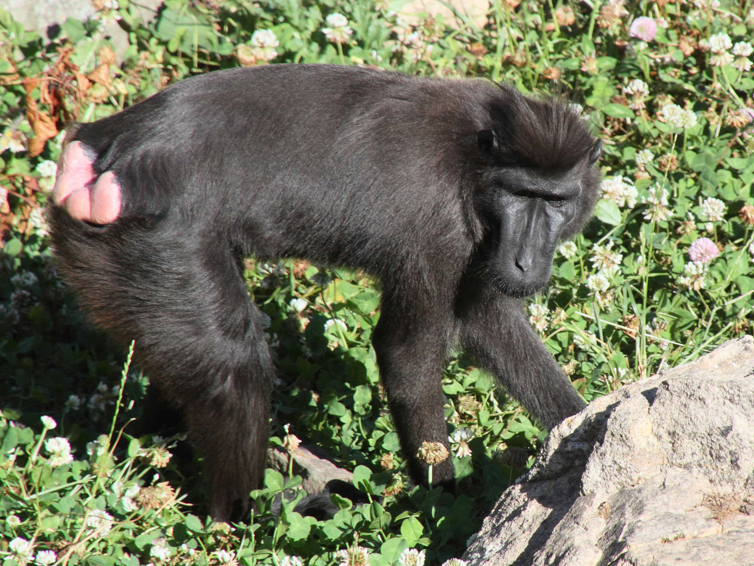 macaca_nigra_nigra3md