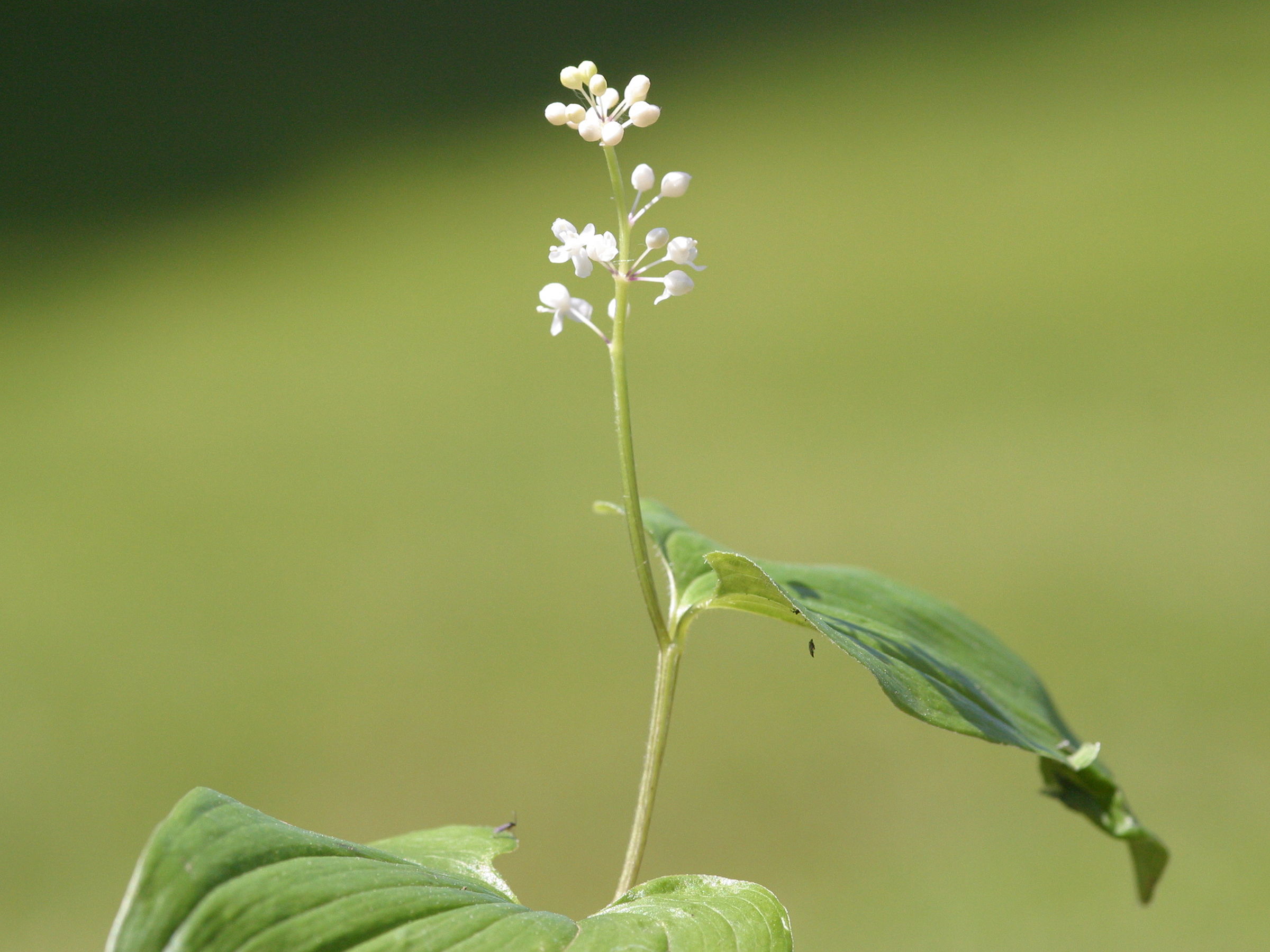 Afficher le média maianthemum_bifolium2md maianthemum_bifolium2md