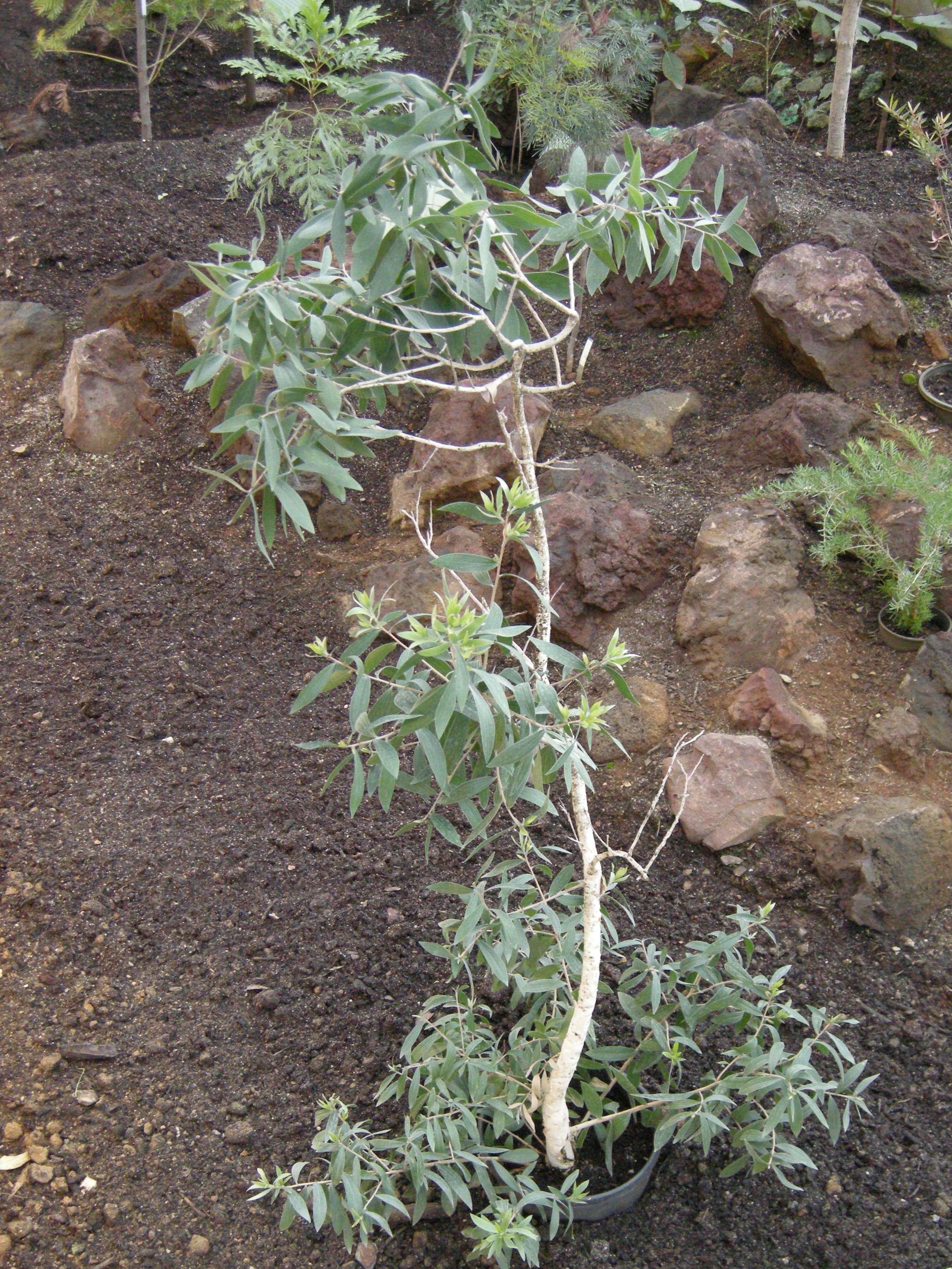 melaleuca_quinquenervia2md