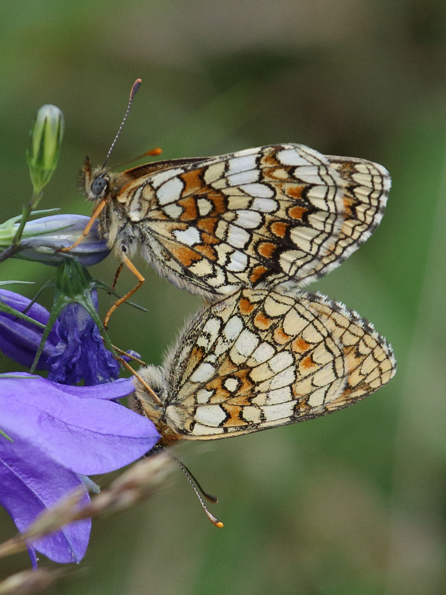 Afficher le média melitaea_athalia5bd melitaea_athalia5bd