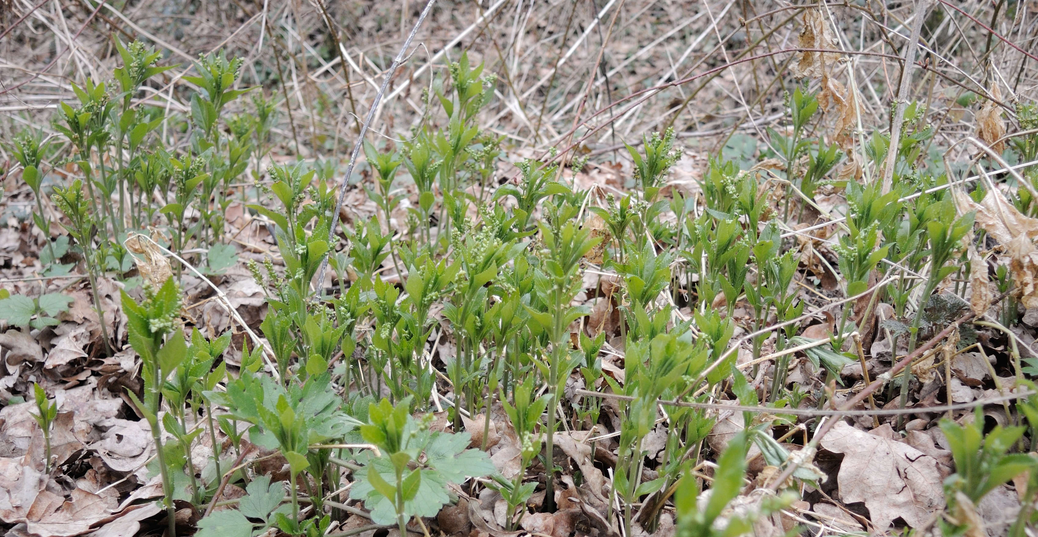 Afficher le média mercurialis_perennis6md mercurialis_perennis6md