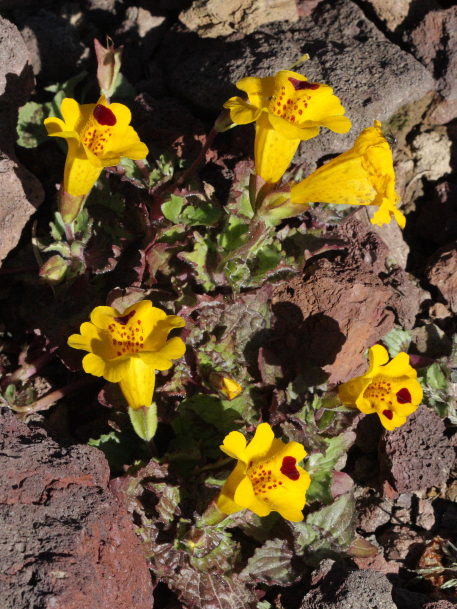 mimulus_depressus1bd