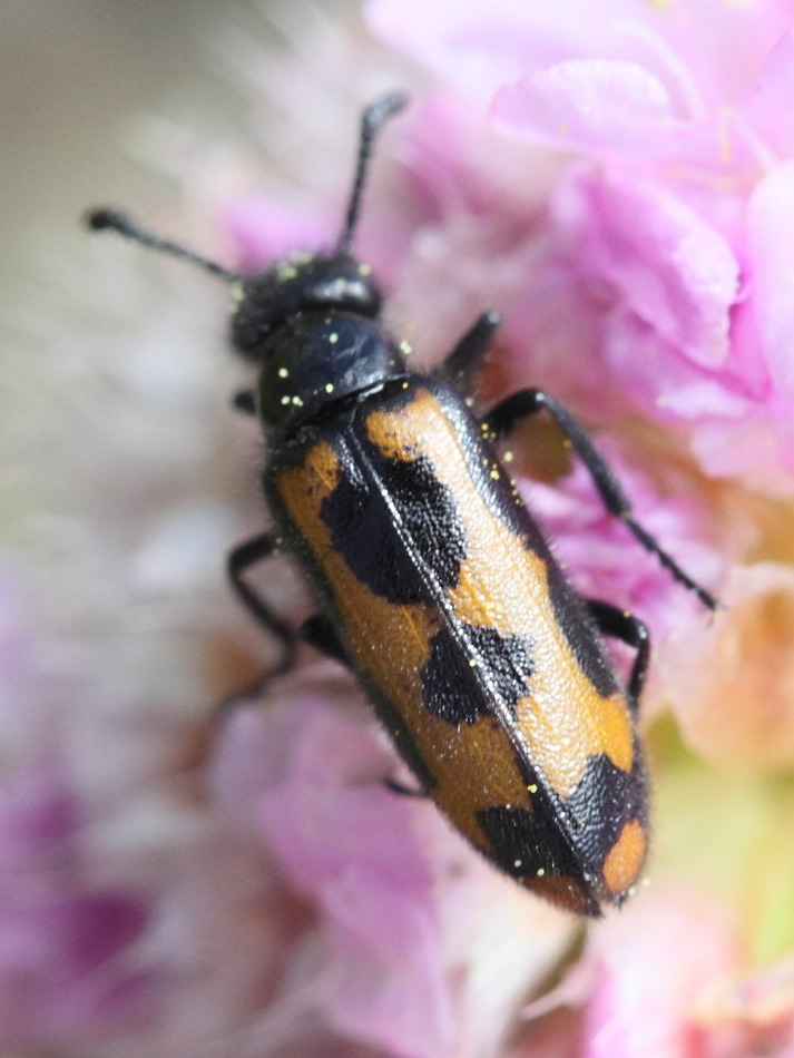 mylabris_flexuosa2md