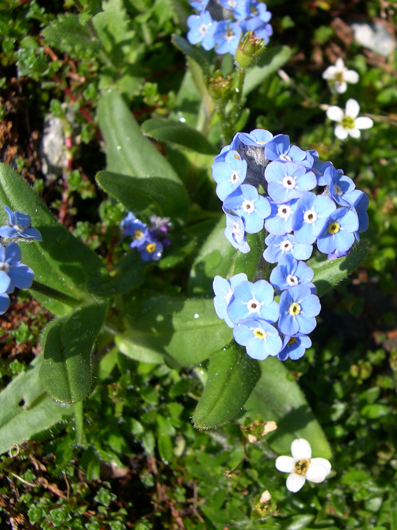 myosotis_alpestris1cmd