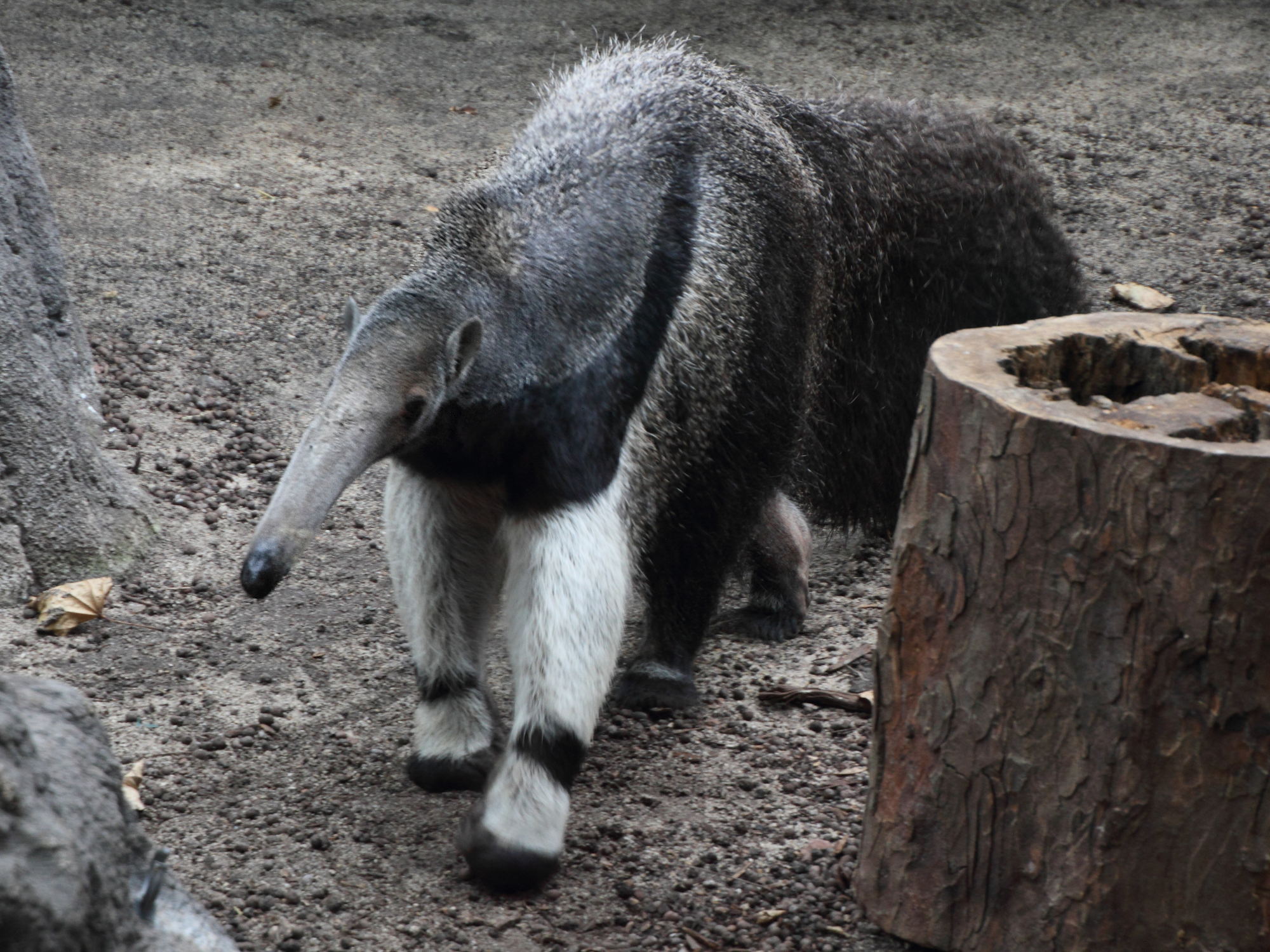 myrmecophaga_tridactyla2md
