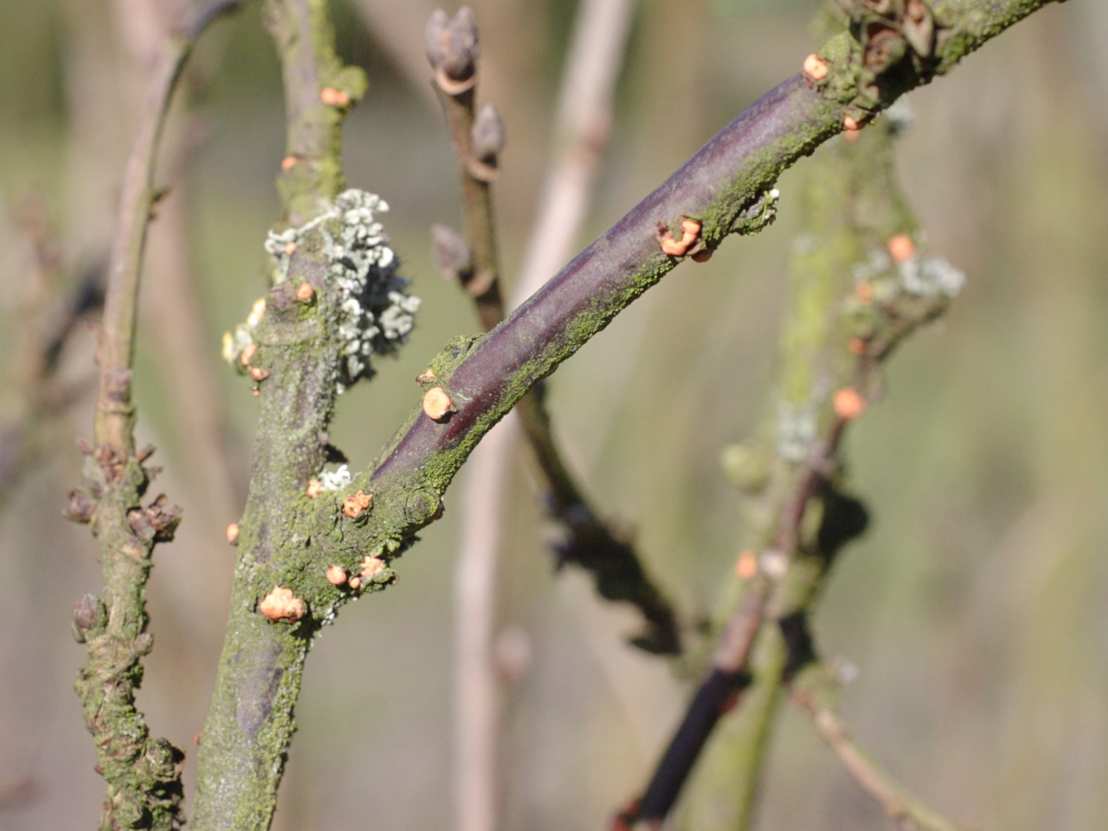 nectria_cinnabarina3md