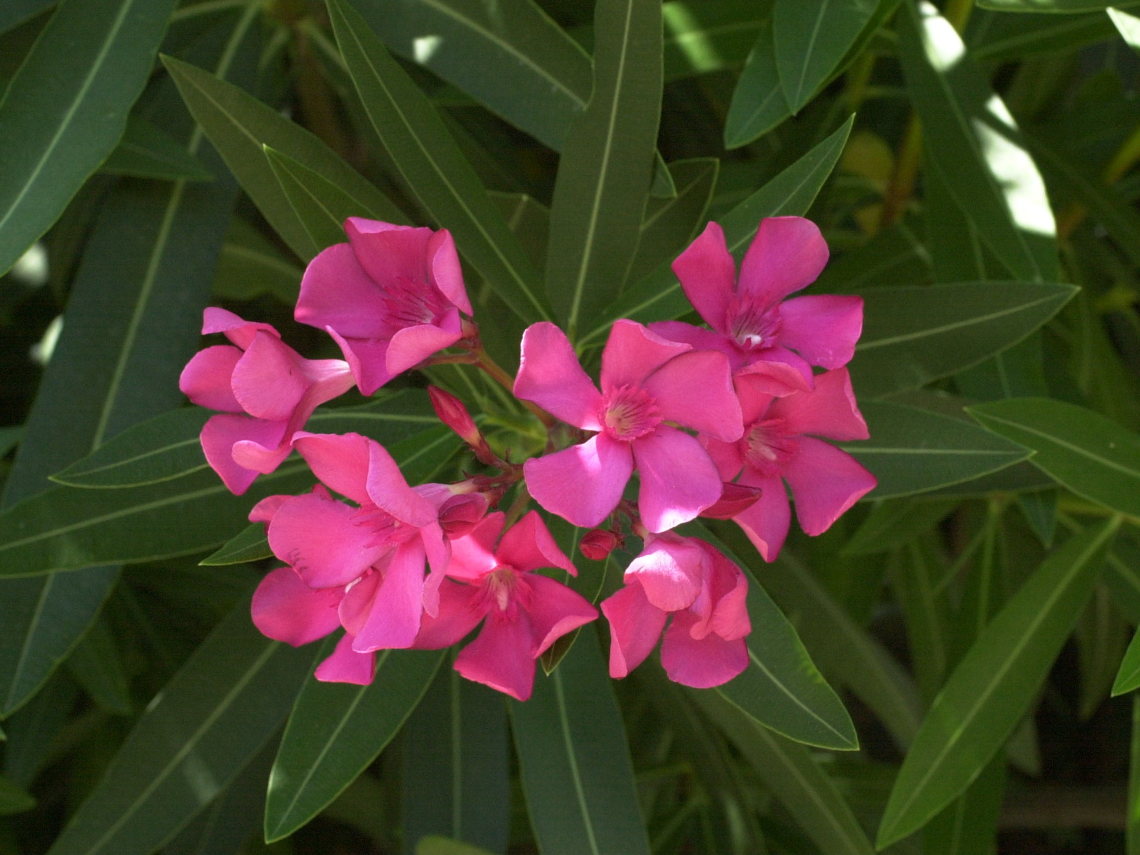nerium_oleander4md