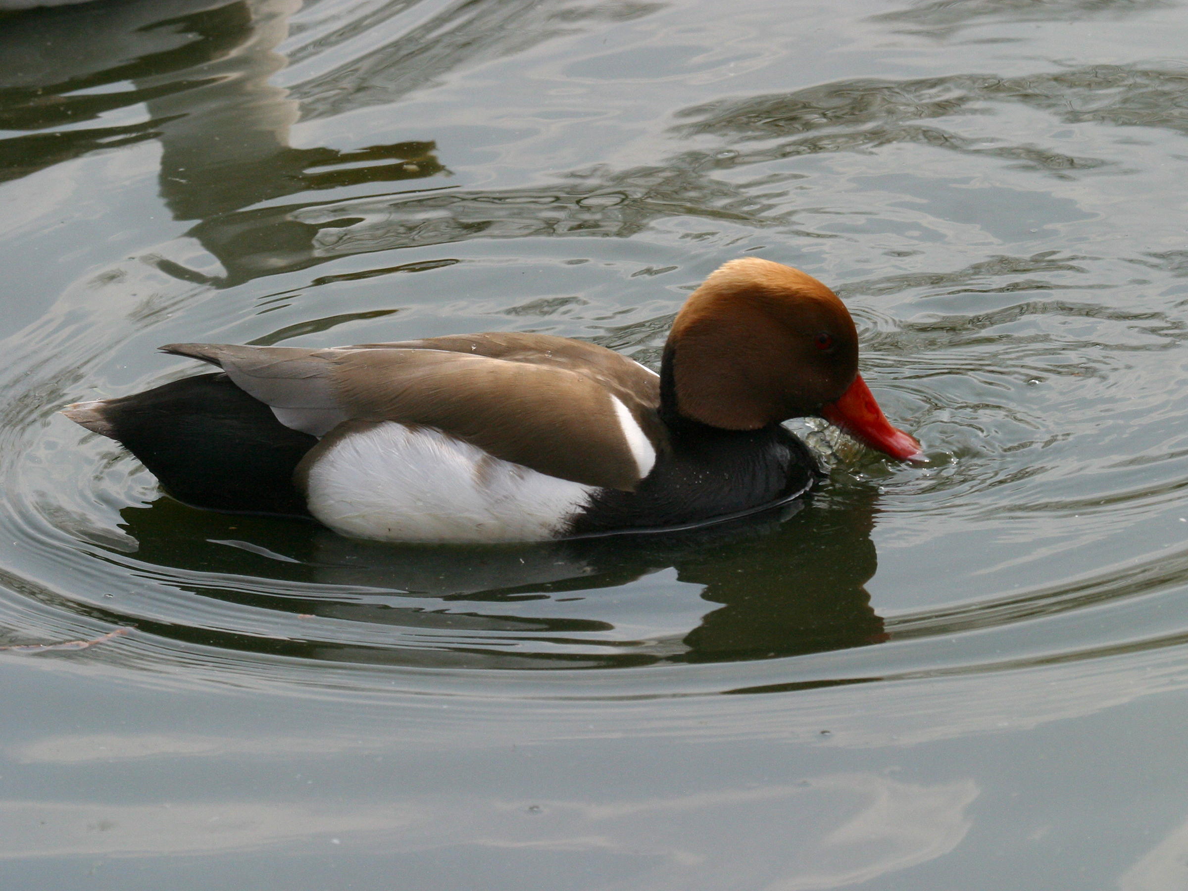 nette_rousse_-_netta_rufina2md