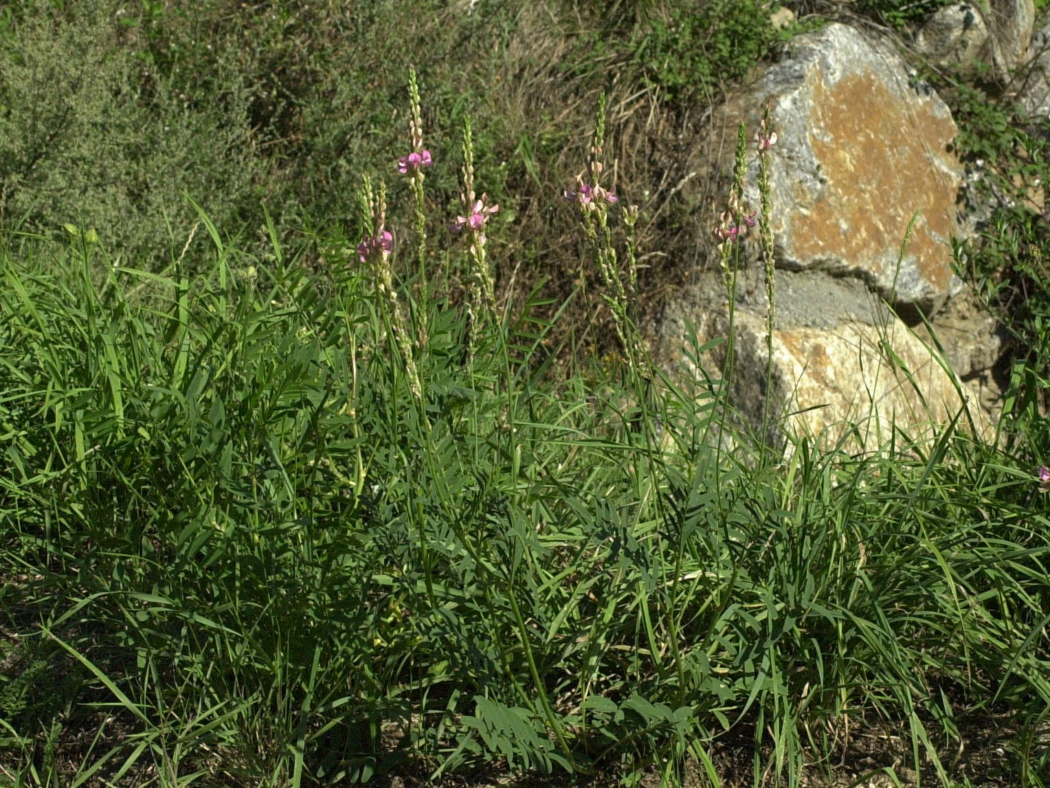 Afficher le média onobrychis_viciifolia1md onobrychis_viciifolia1md