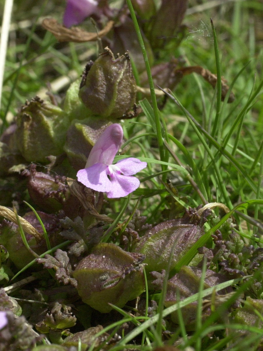 pedicularis_sylvatica2md