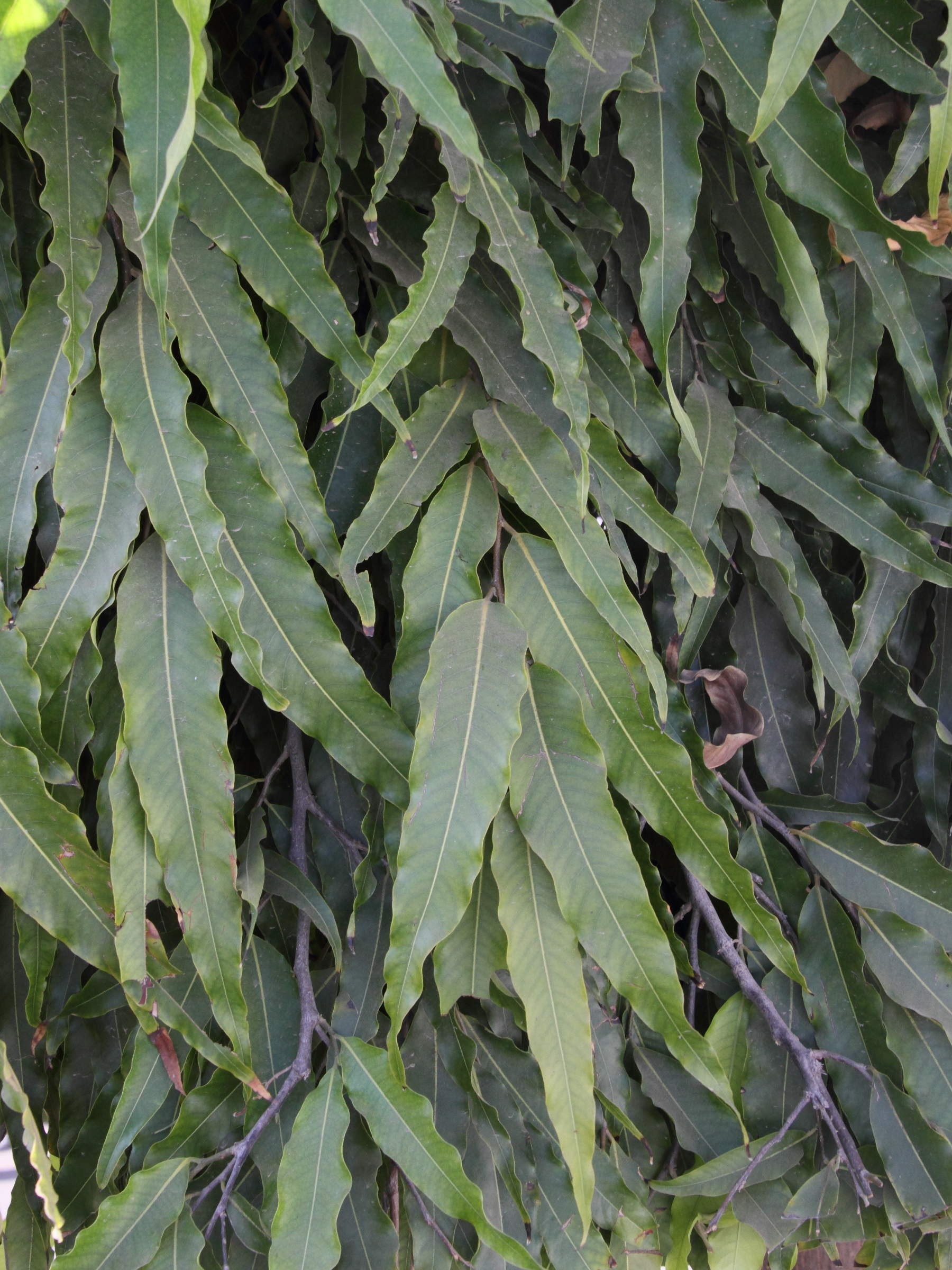polyalthia_longifolia2md