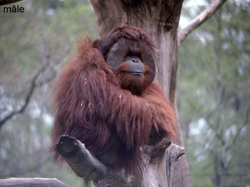 Pongo_pygmaeus