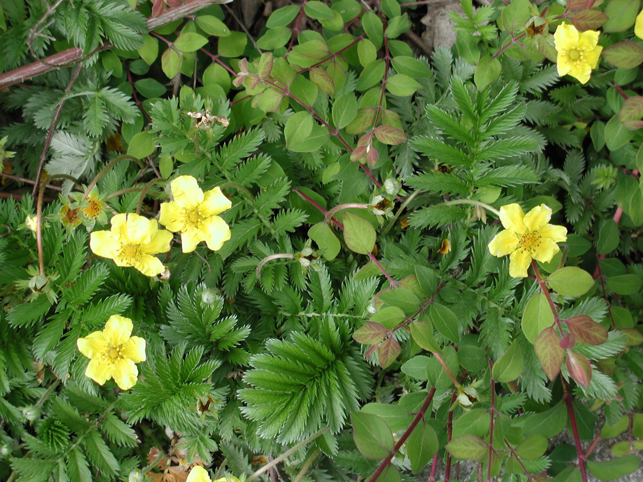 potentilla_anserina4md