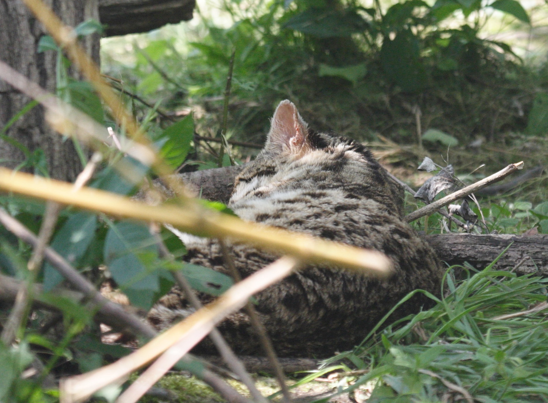 Prionailurus_bengalensis ssp. bengalensis