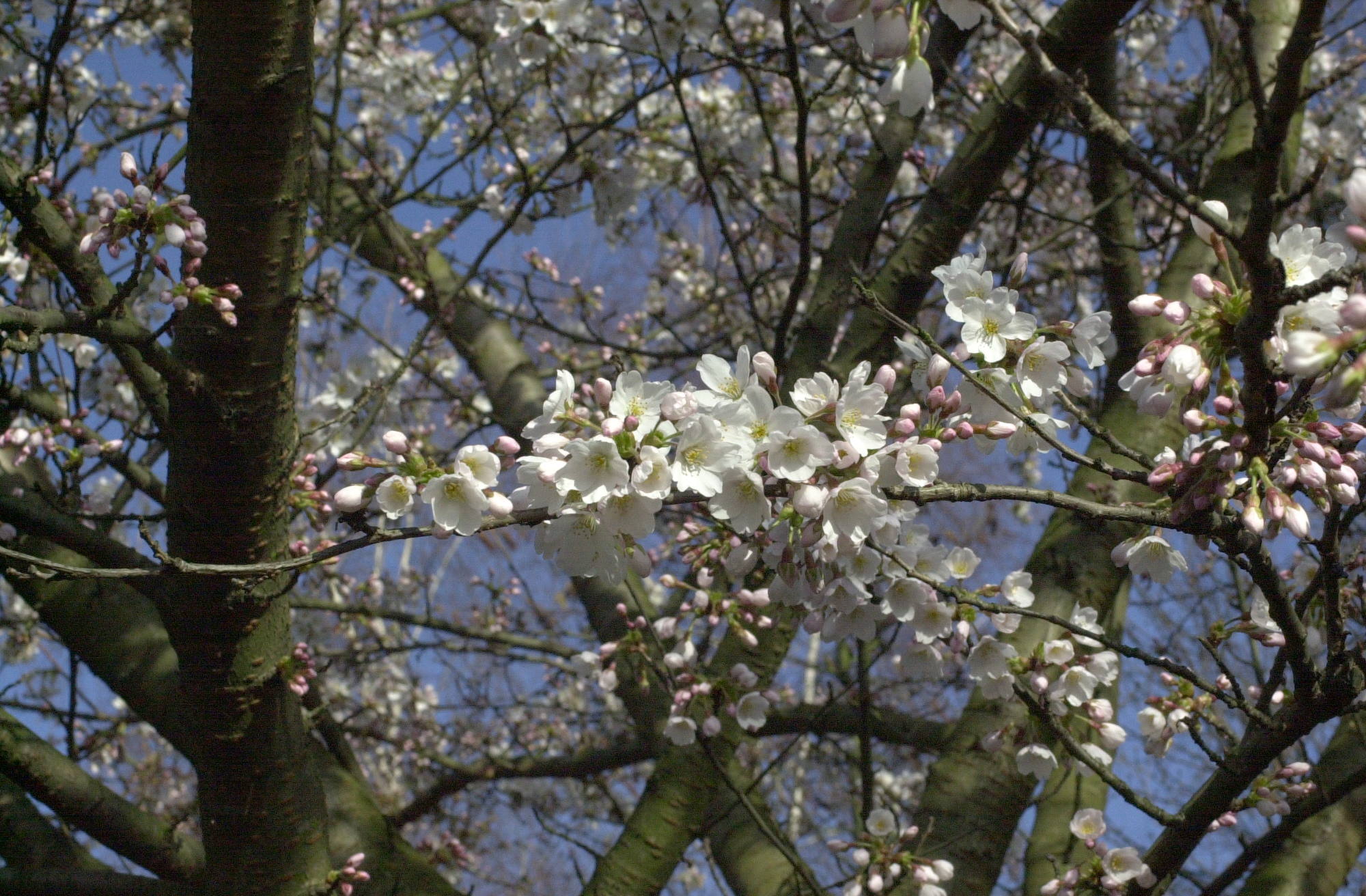 Afficher le média prunus_avium2md prunus_avium2md