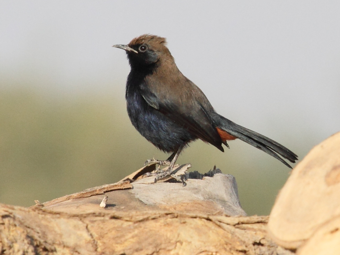 pseudotraquet_indien_-_saxicoloides_fulicatus_cambaiensis1bd-jpg