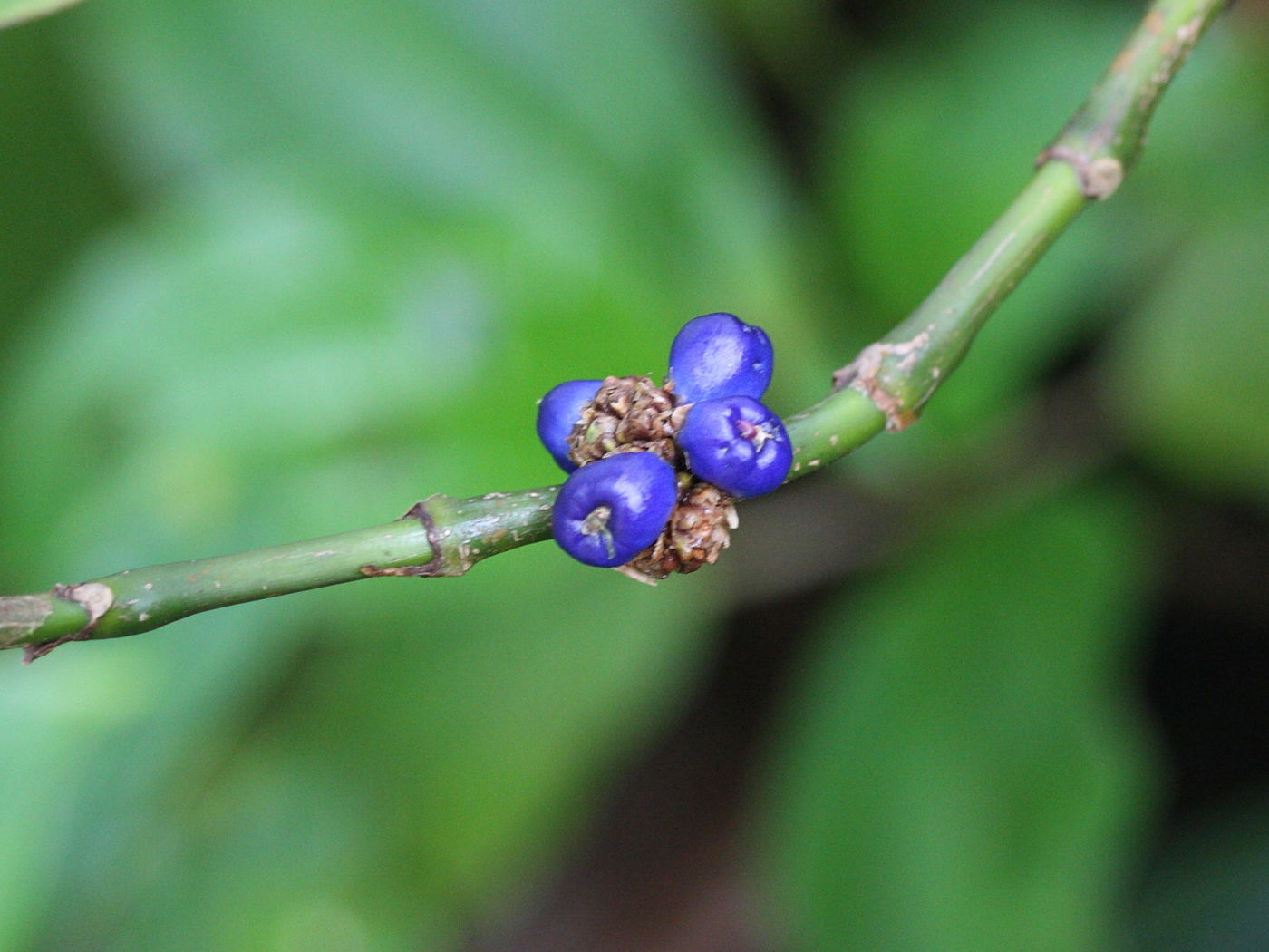 psychotria_aubletiana1md