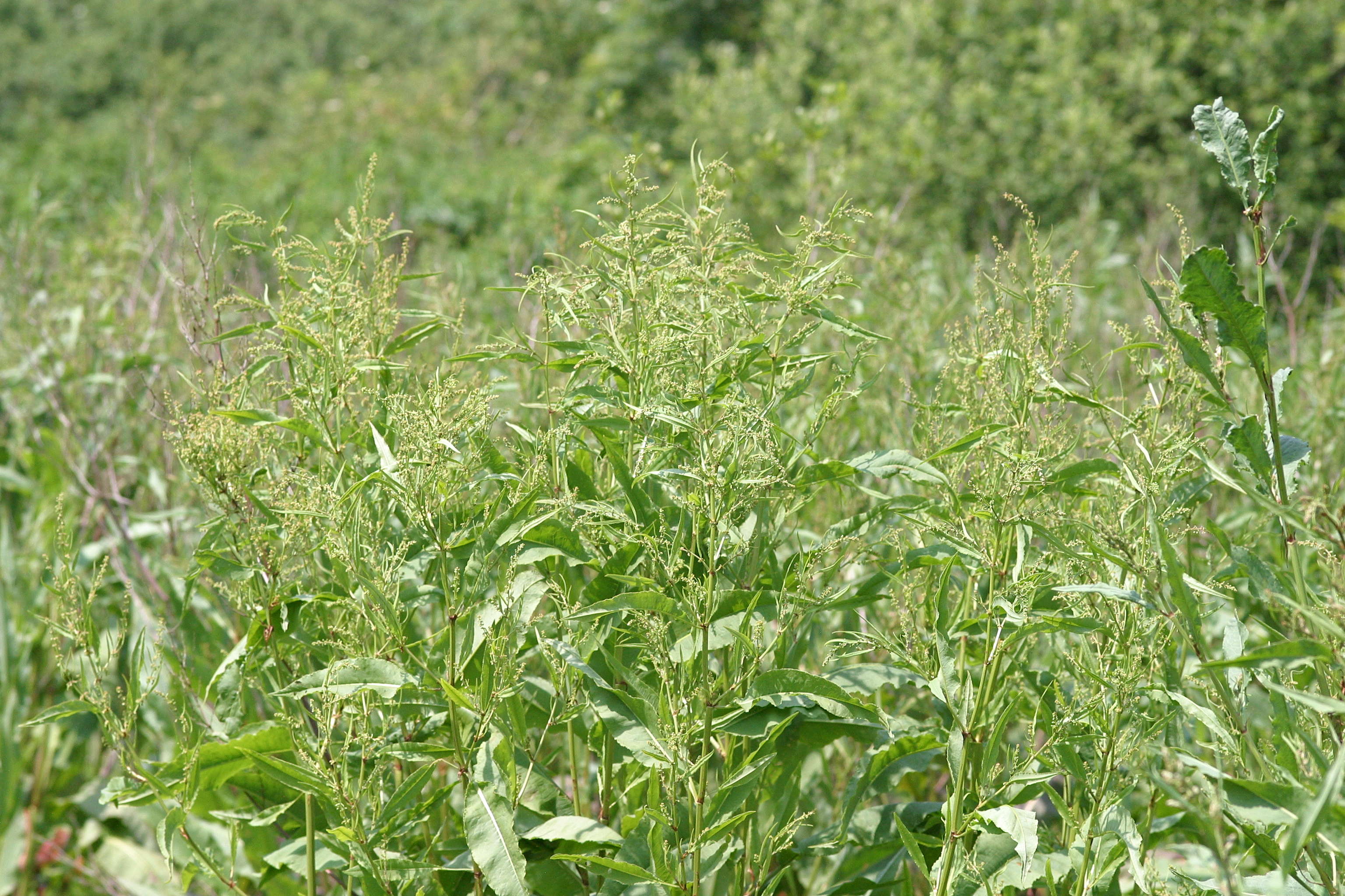 Afficher le média rumex_hydrolapathum2bbd rumex_hydrolapathum2bbd