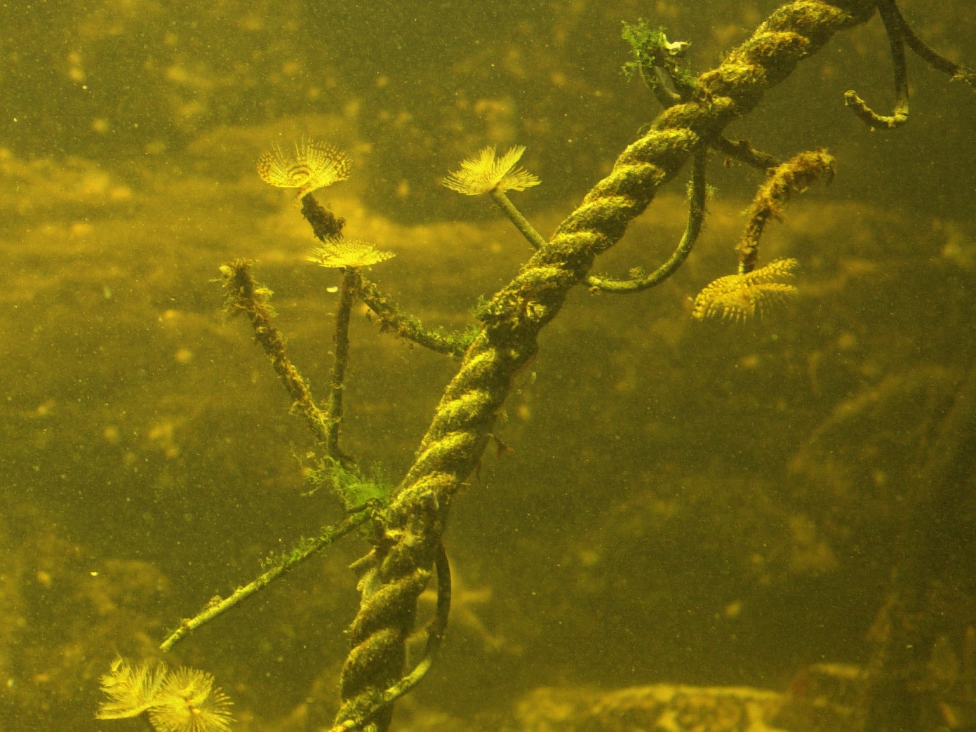 sabella_spallanzani1md