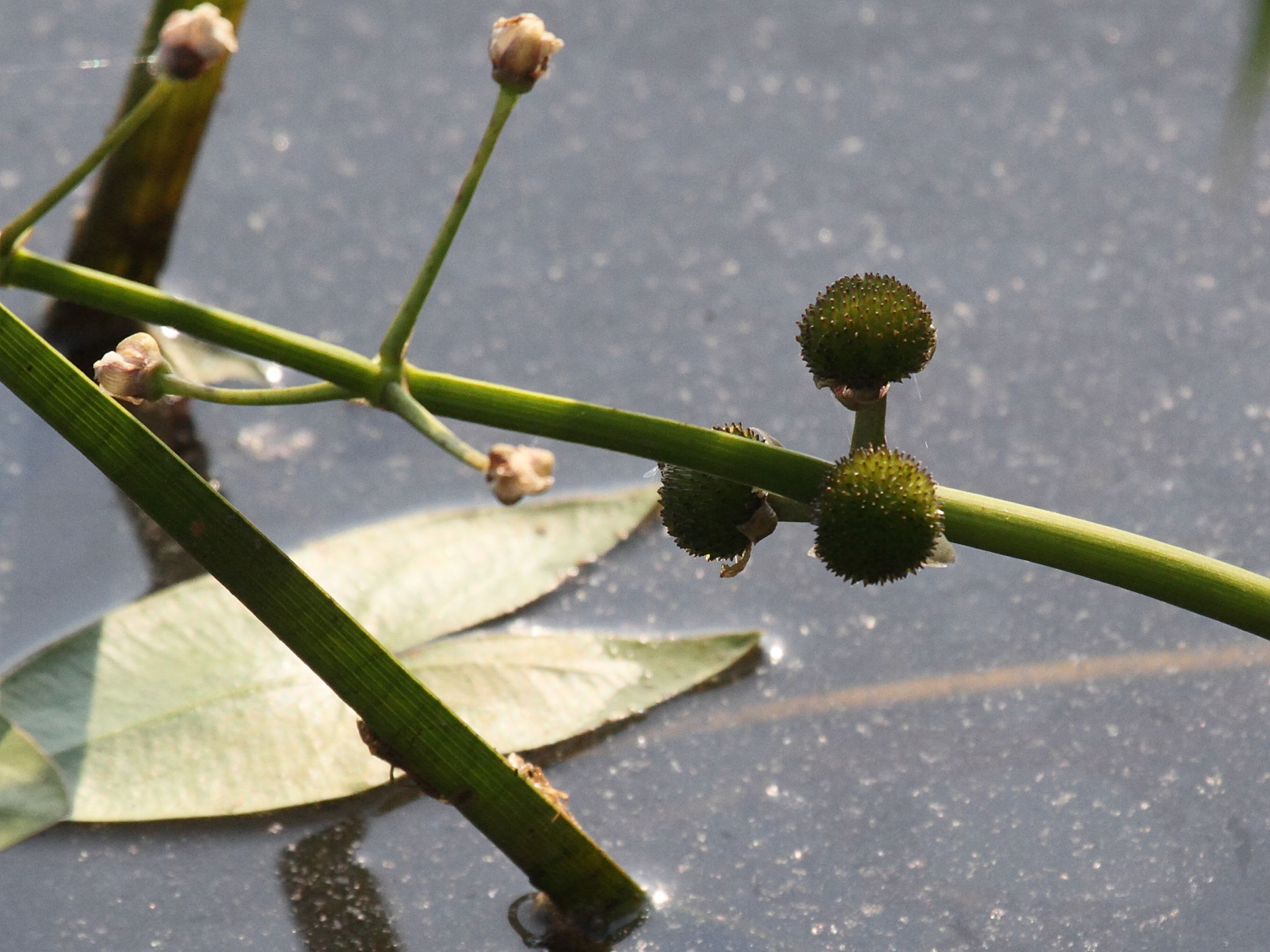 Sagitta_sagittifolia