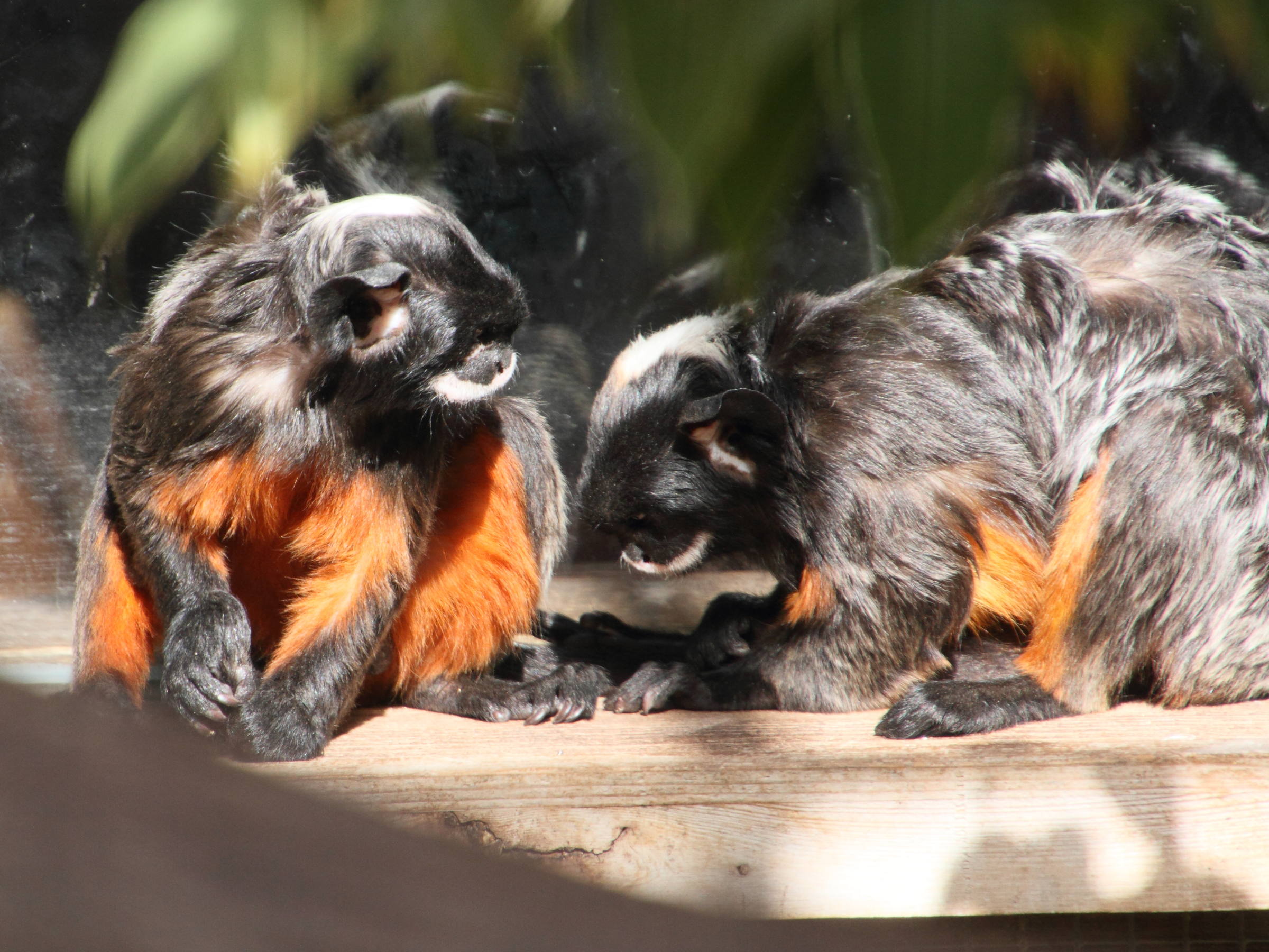 saguinus_labiatus2md