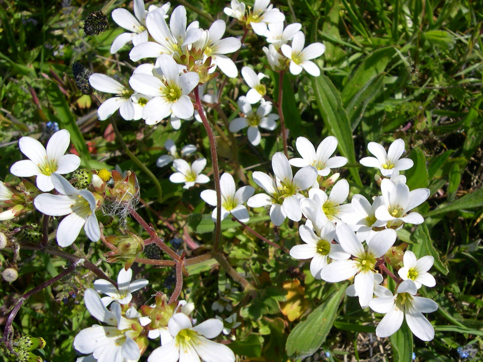 saxifraga_granulata2md