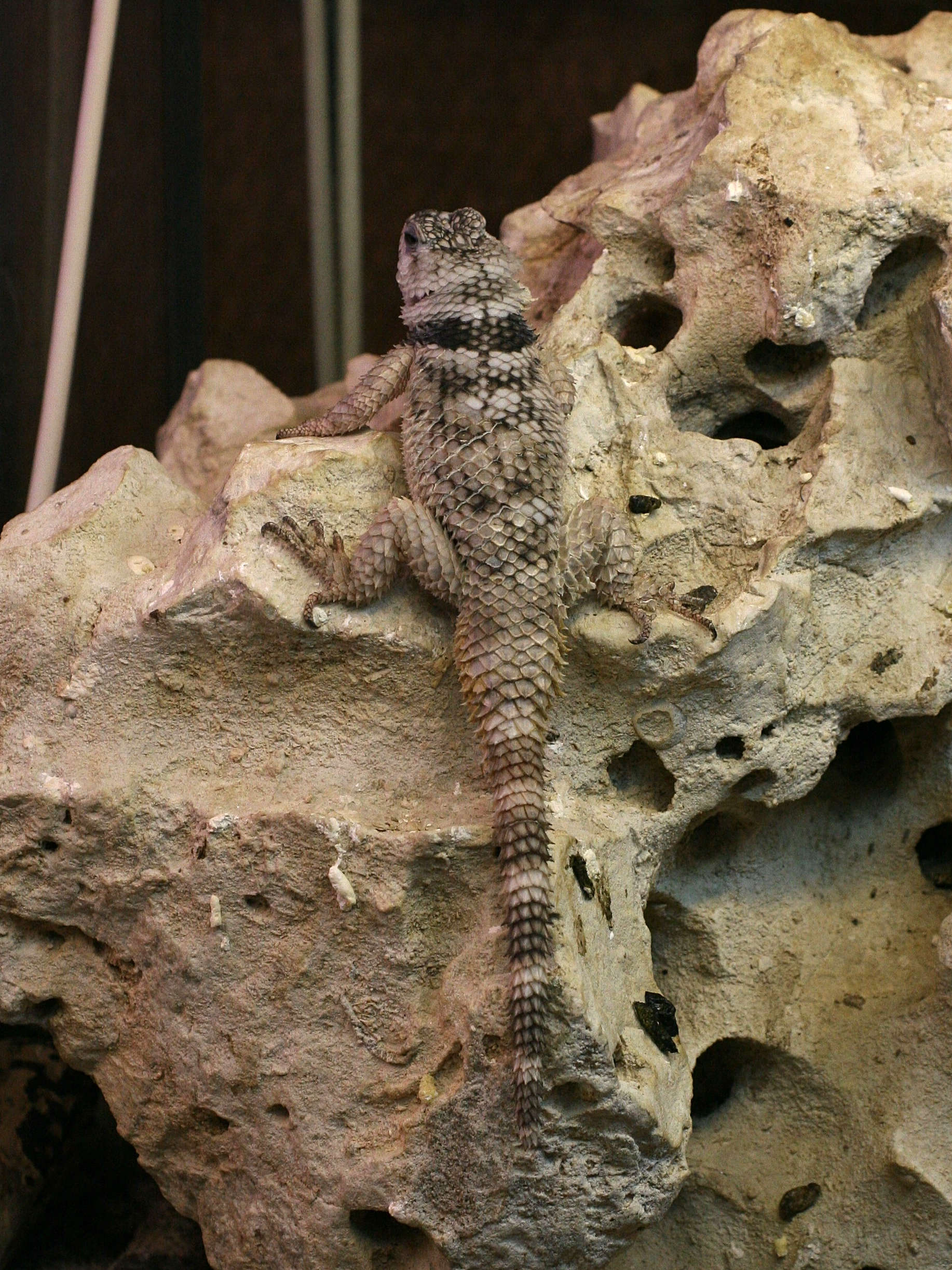sceloporus_poinsetti1md