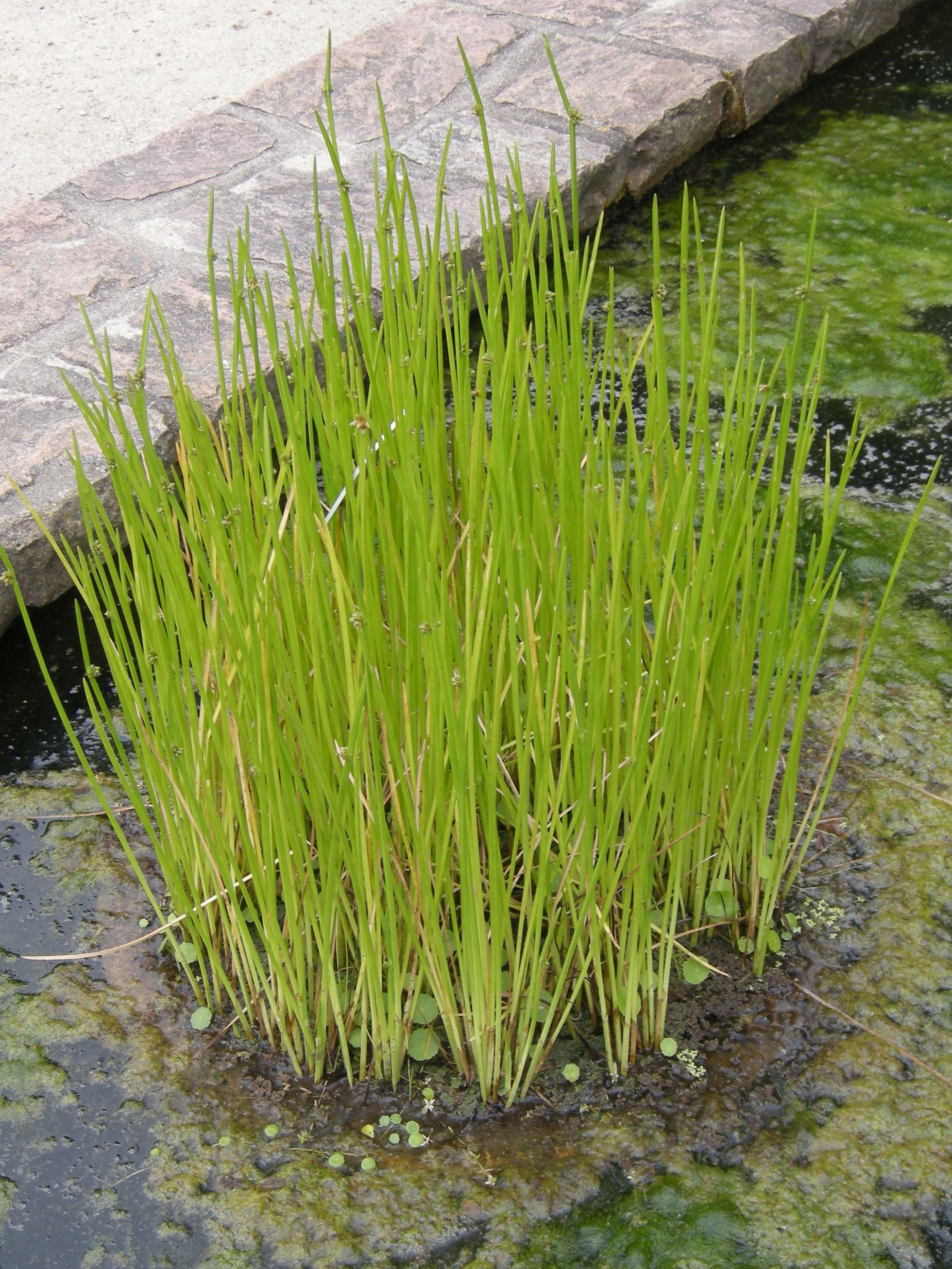 Schoenoplectus_mucronatus