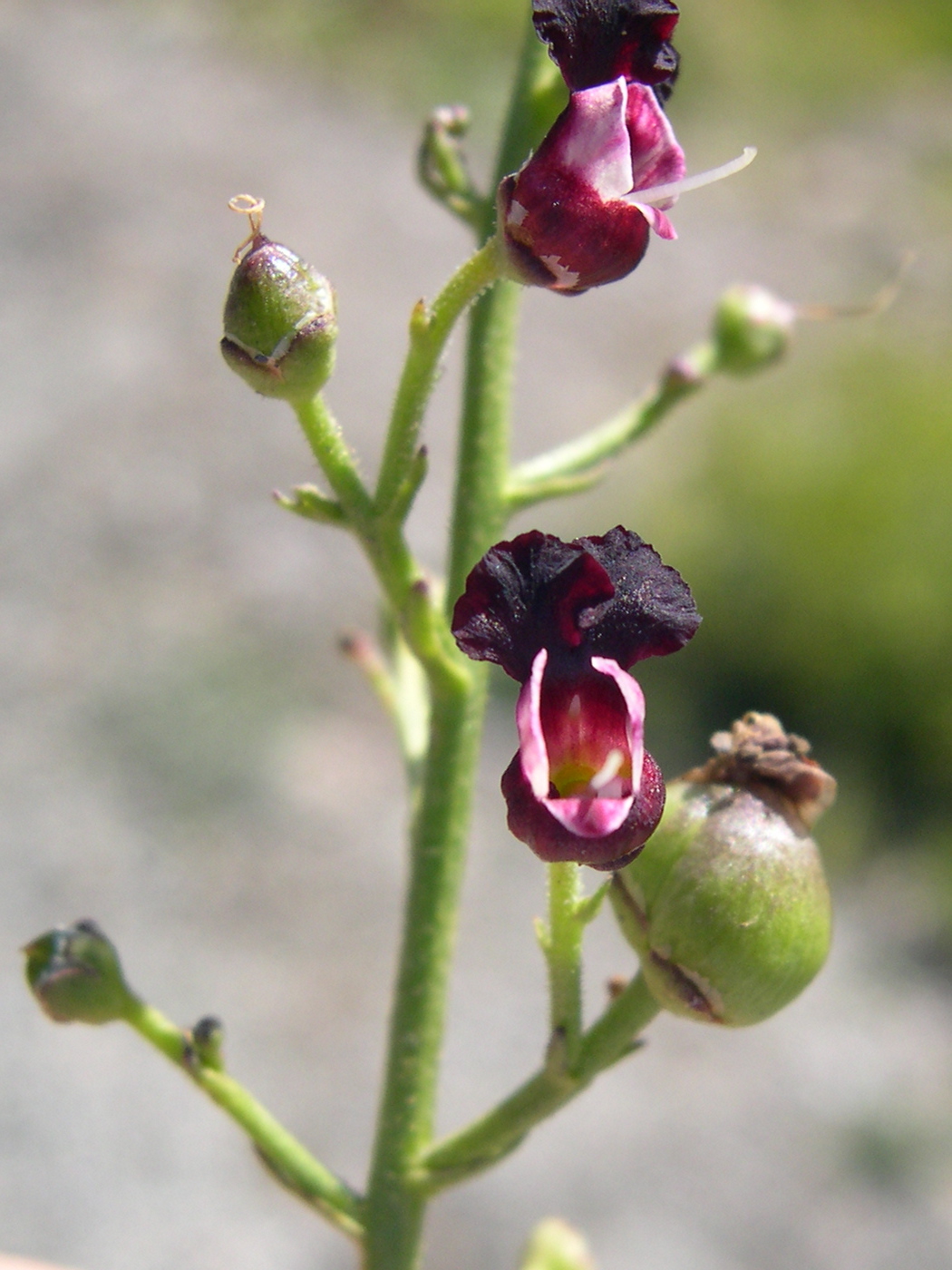 Scrophularia_canina
