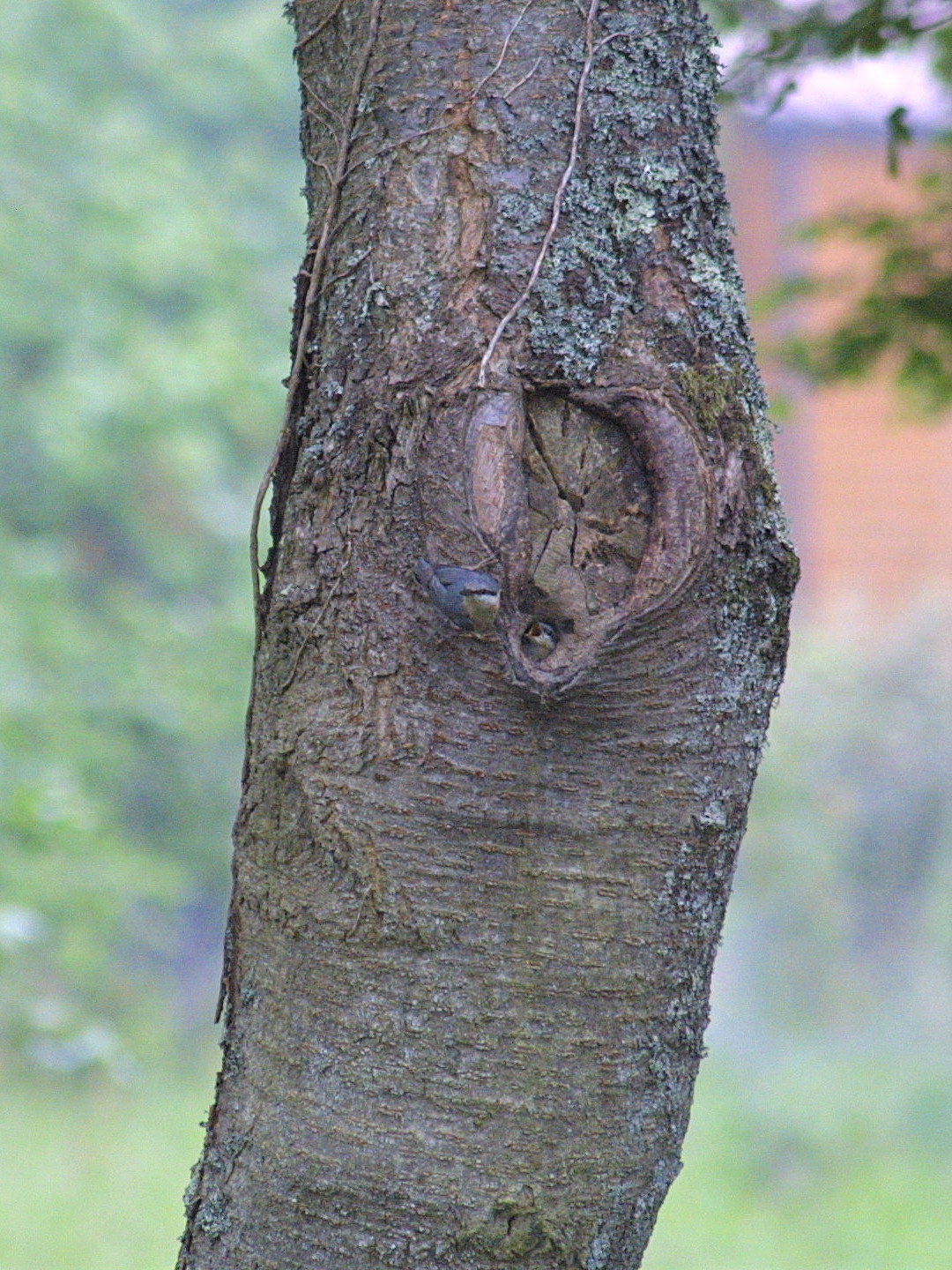 sittelle_torchepot_-_sitta_europaea1md