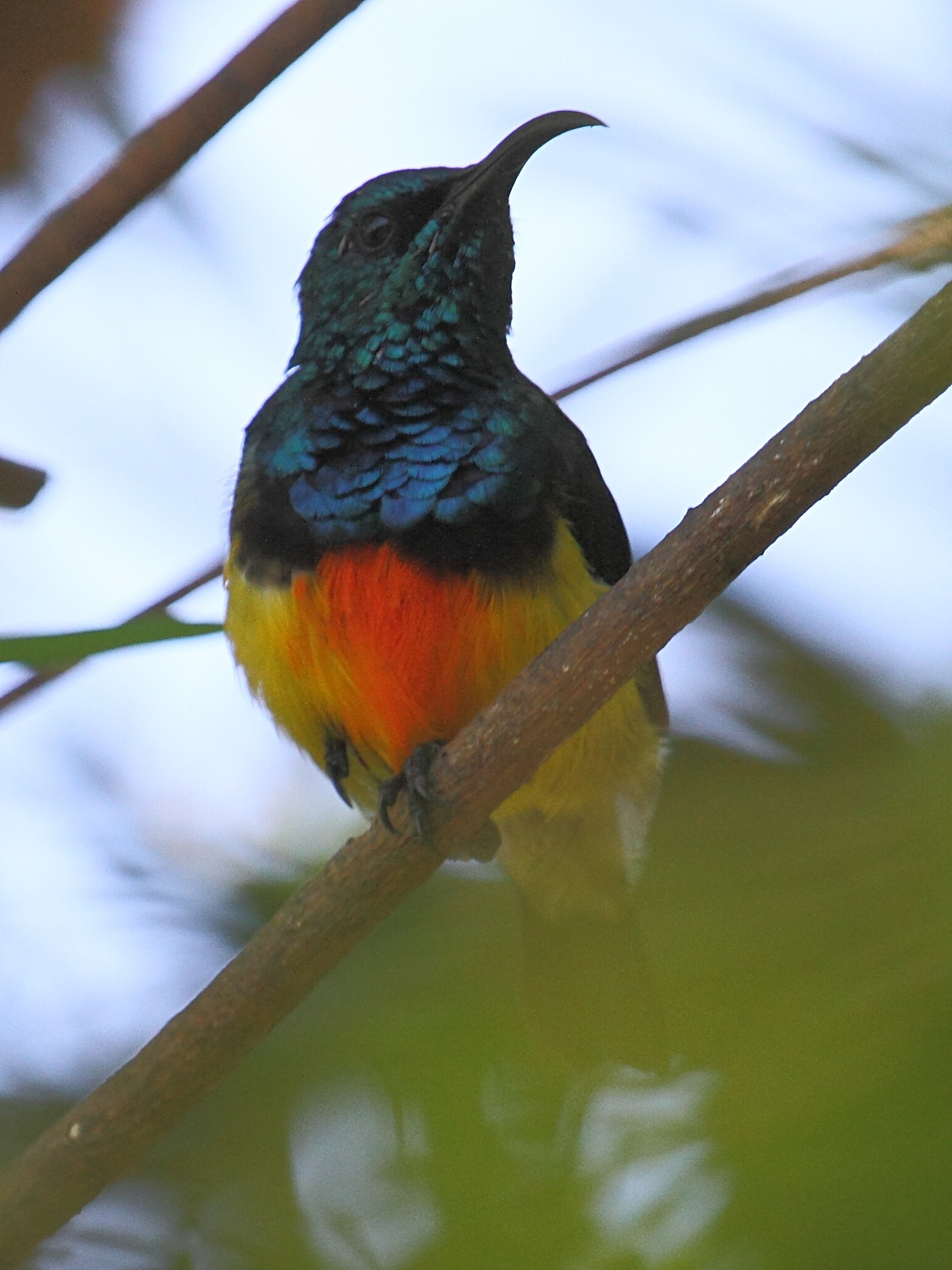 souimanga_de_mayotte_-_cinnyris_coquerellii3bd