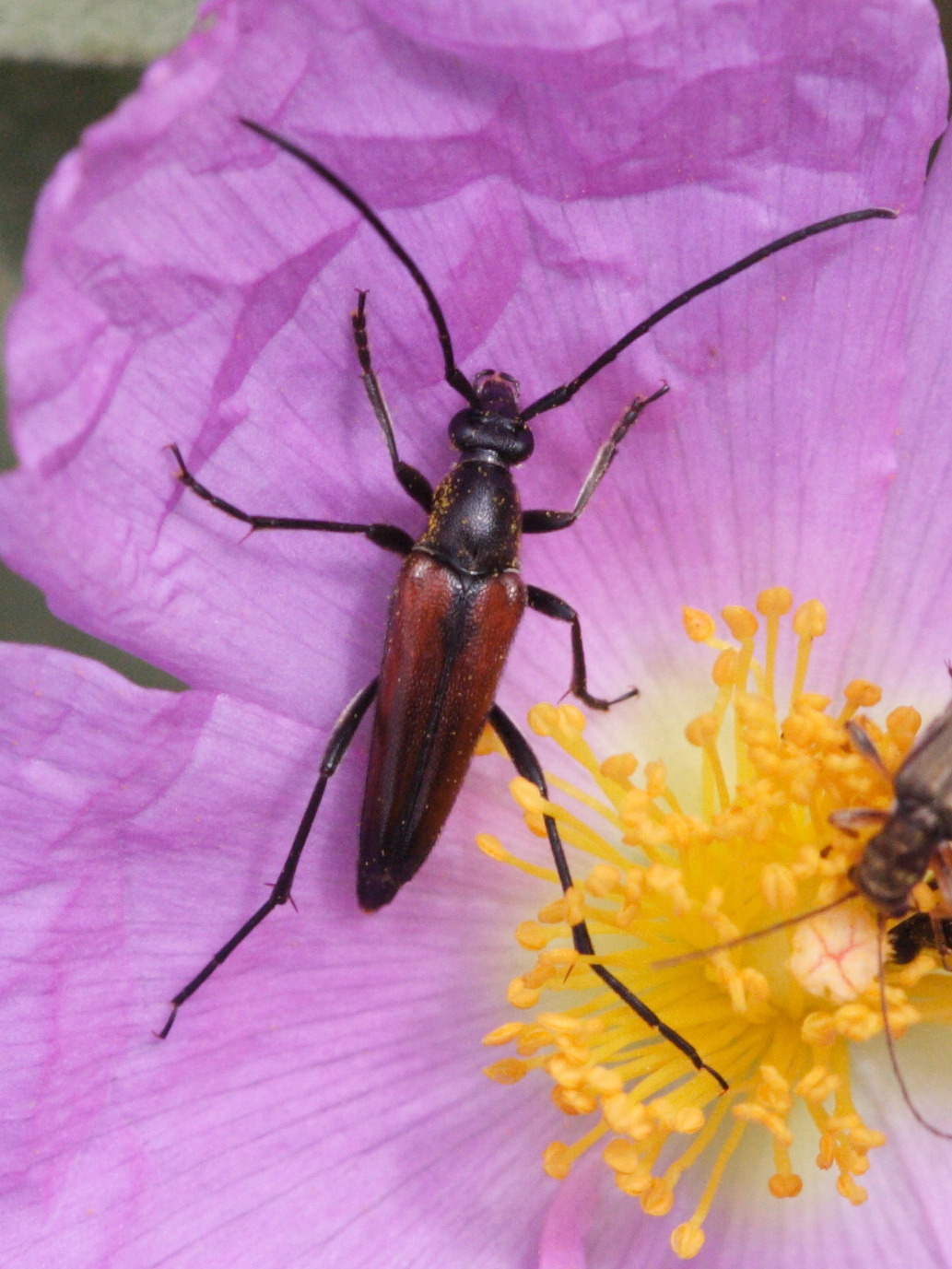 stenurella_melanura1md