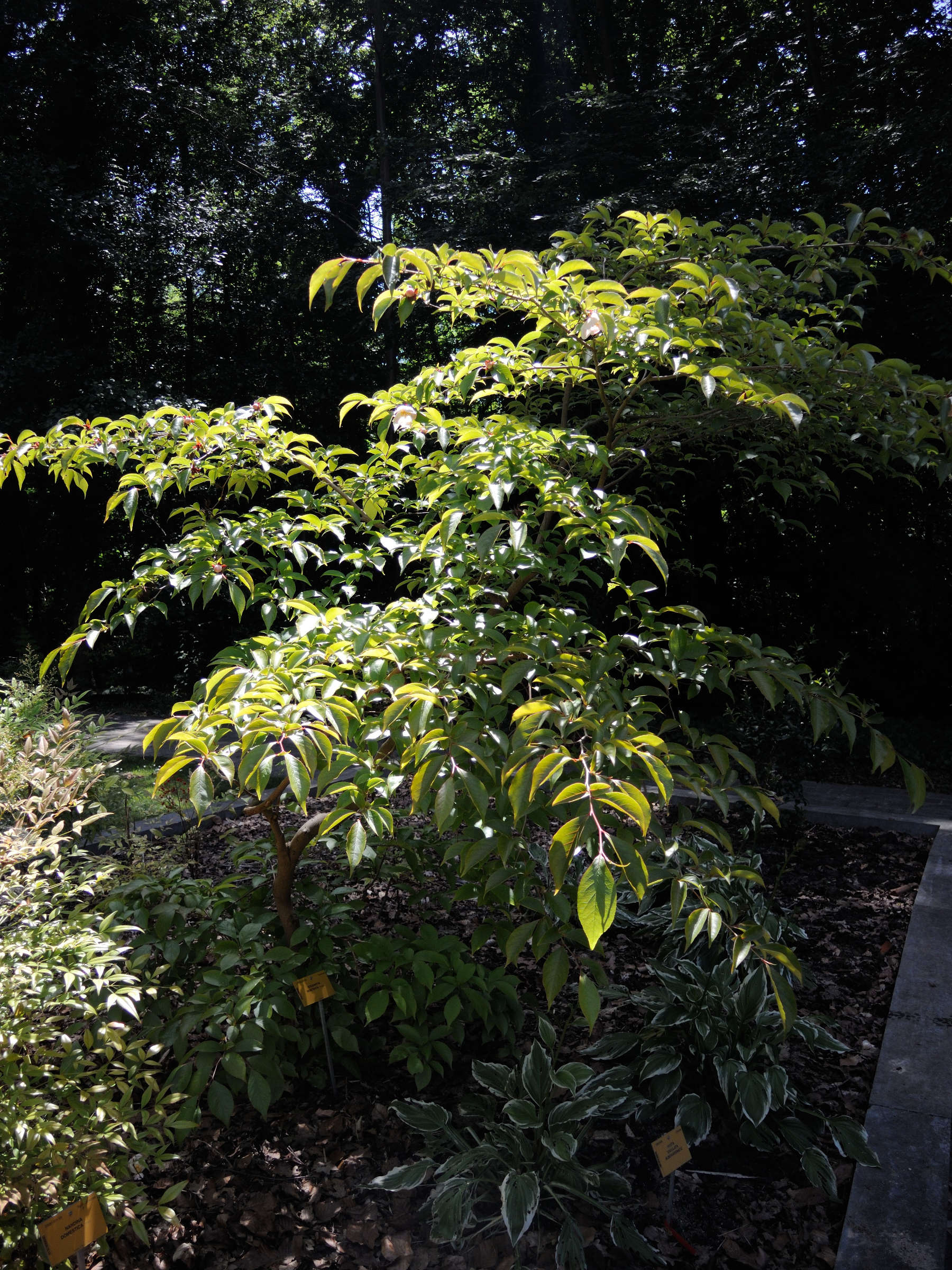 stewartia_rostrata1md