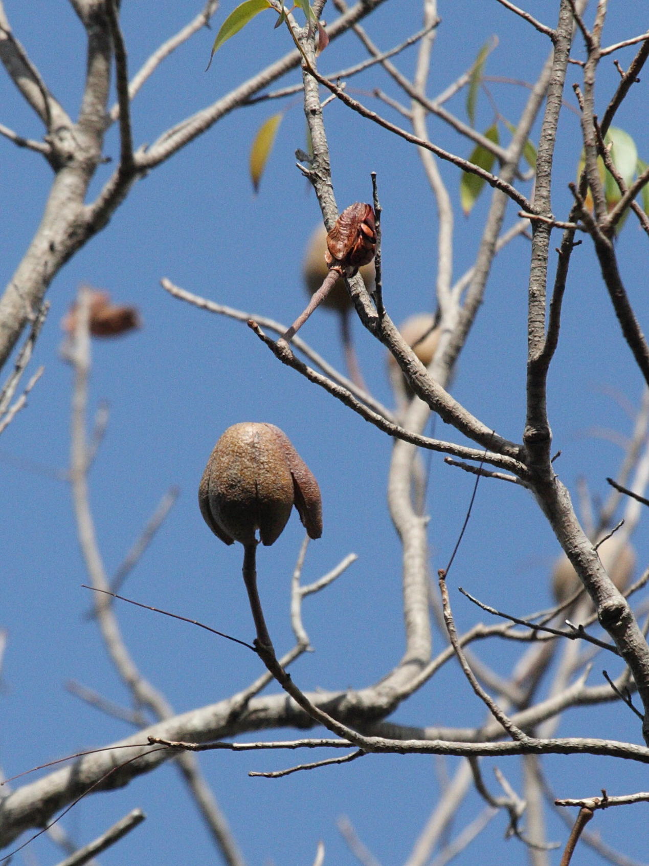 swietenia_mahagoni4bd