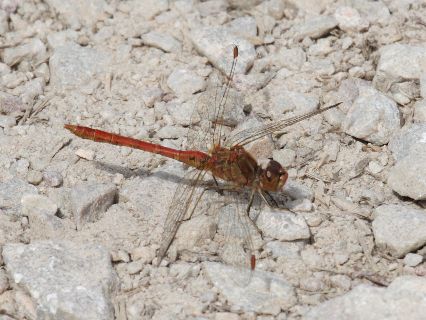 Afficher le média sympetrum_striolatum5md sympetrum_striolatum5md