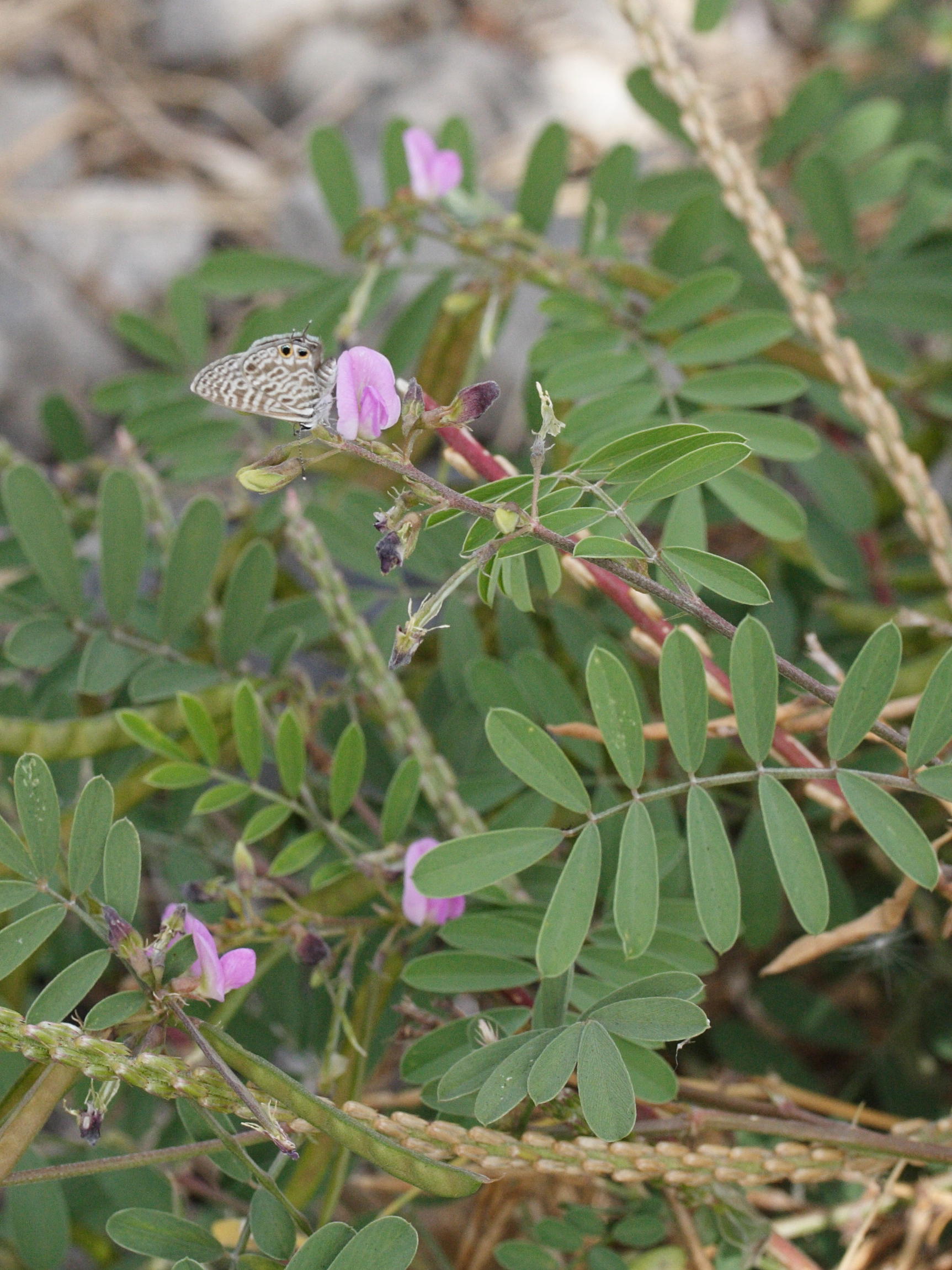 tephrosia_purpurea2amd