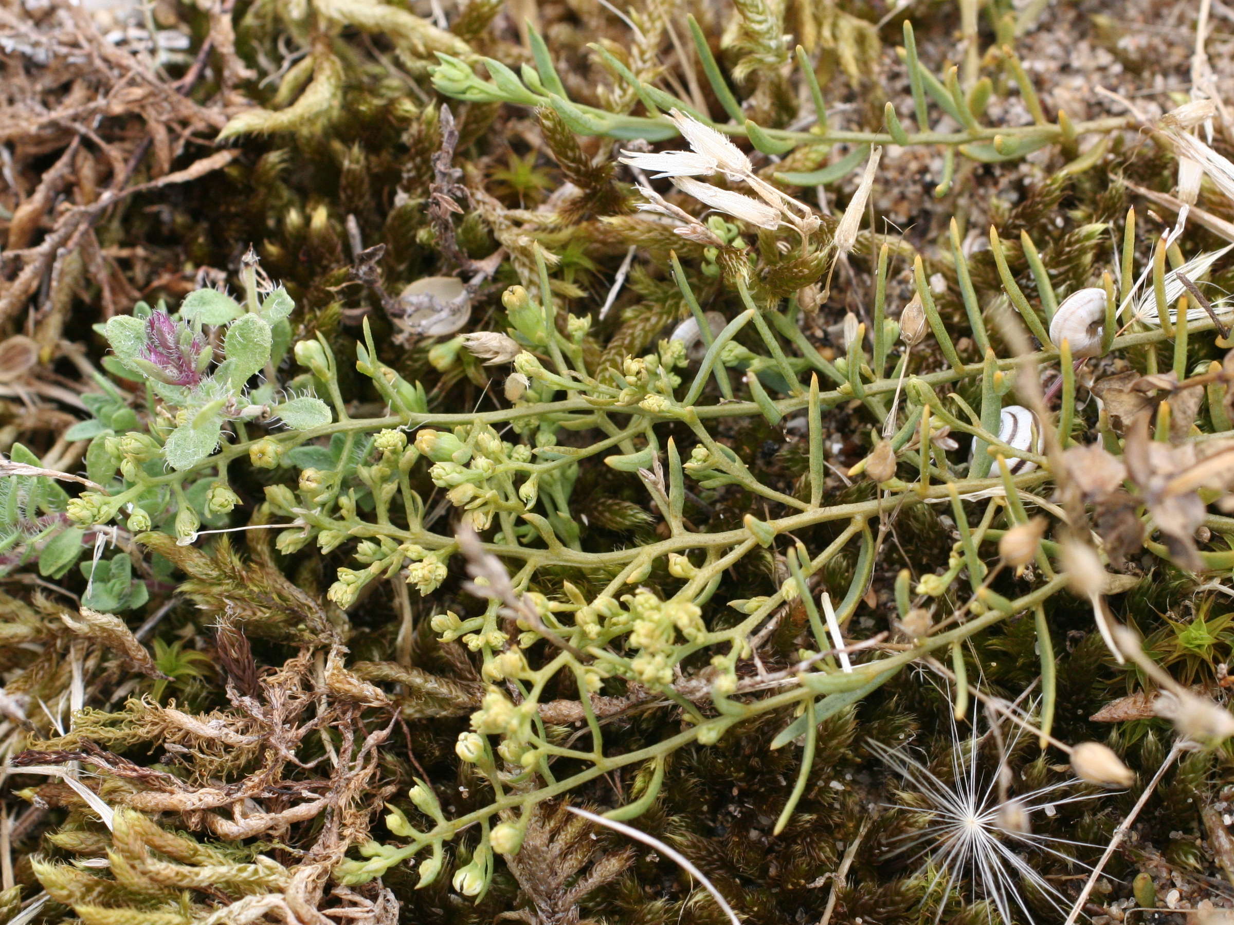 thesium_humifusum2md