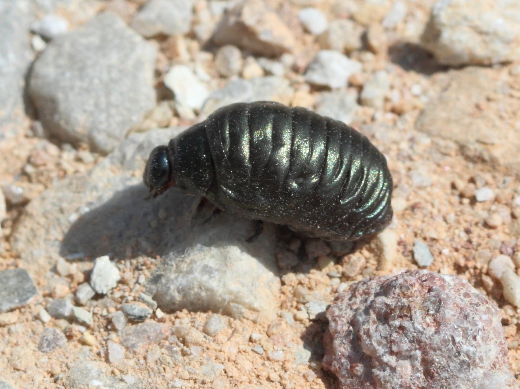 timarcha_tenebricosa_larve1bd