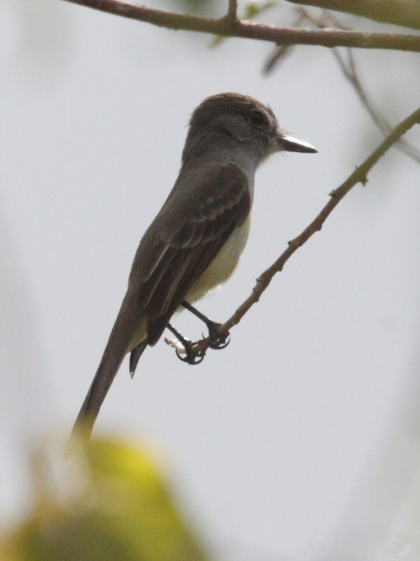 tyran_janneau_-_myiarchus_oberi1bd