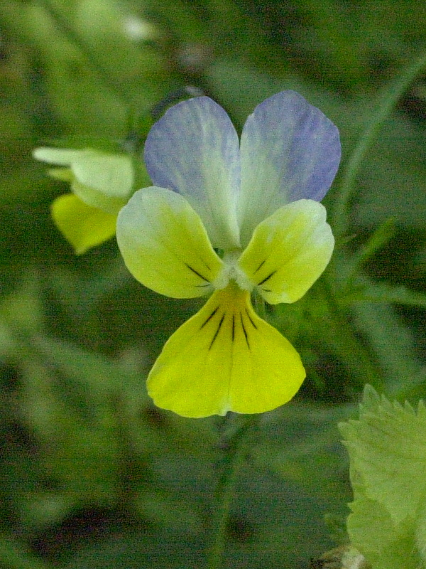 viola_tricolor_subalpina2amd