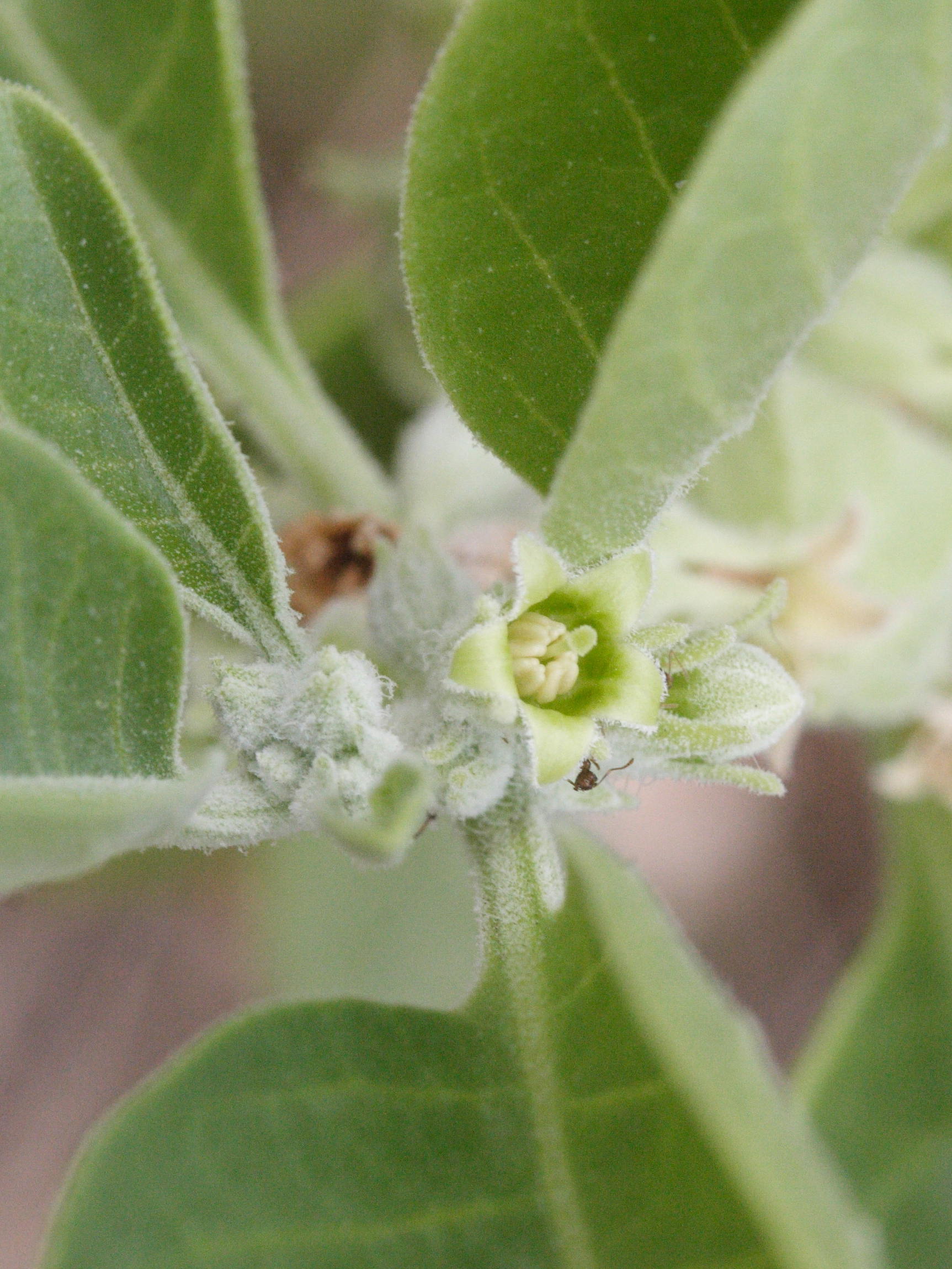 Afficher le média withania_somnifera2md withania_somnifera2md