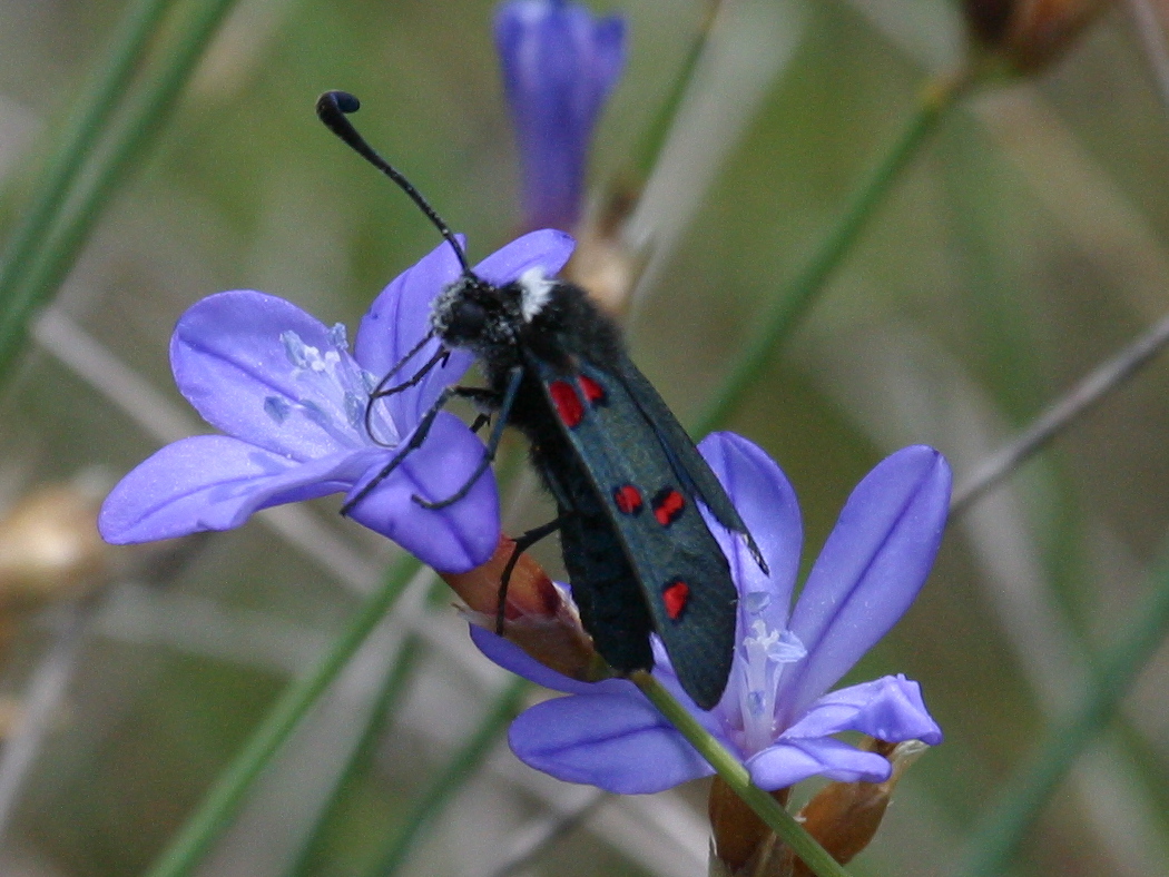 zygaena_lavandulae1bd