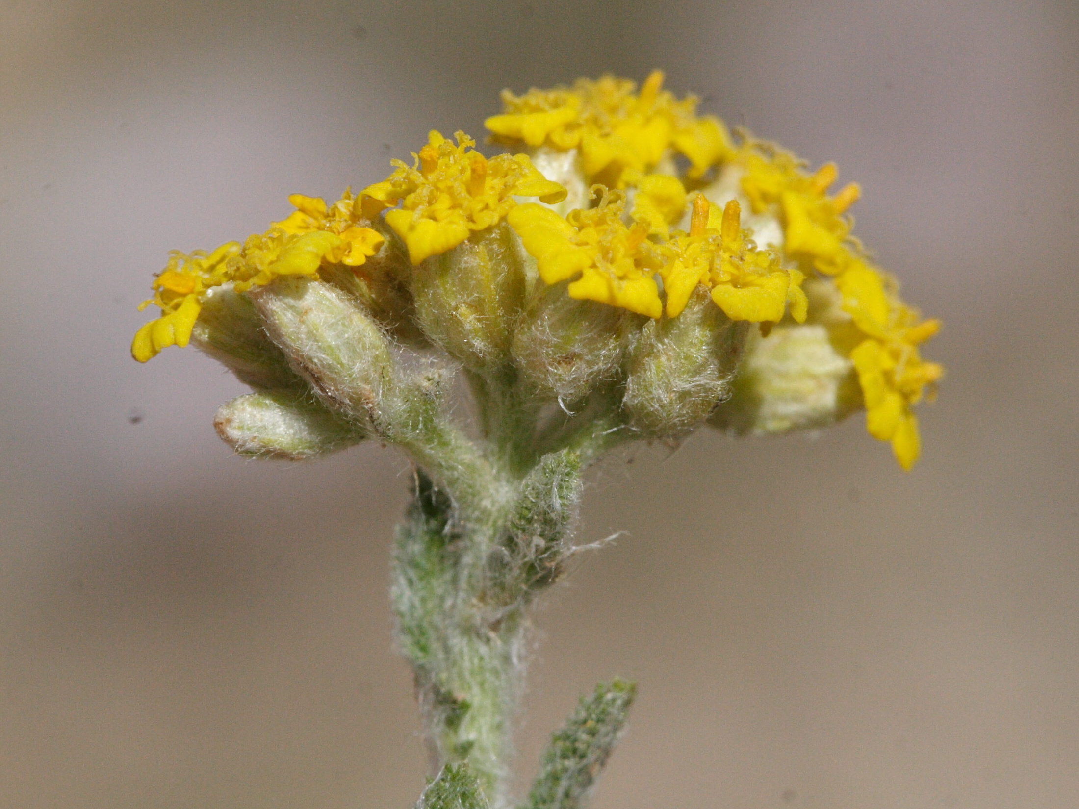 achillea_ageratum3md
