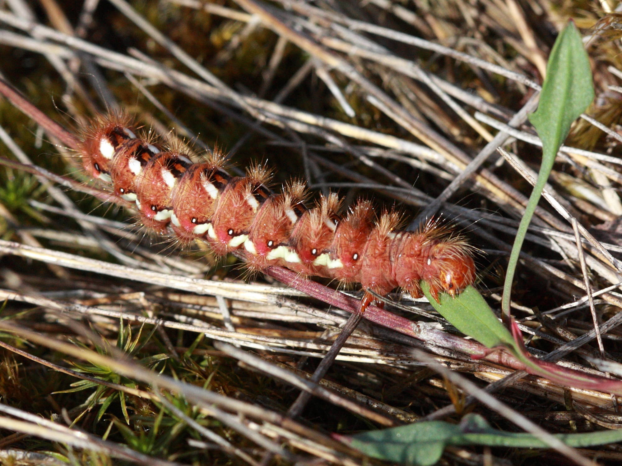 acronicta_rumicis_ch3bd