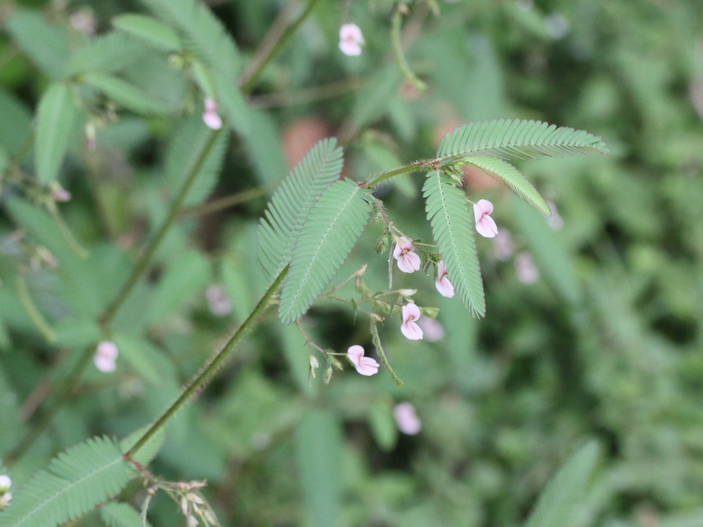 aeschynomene_indica3md