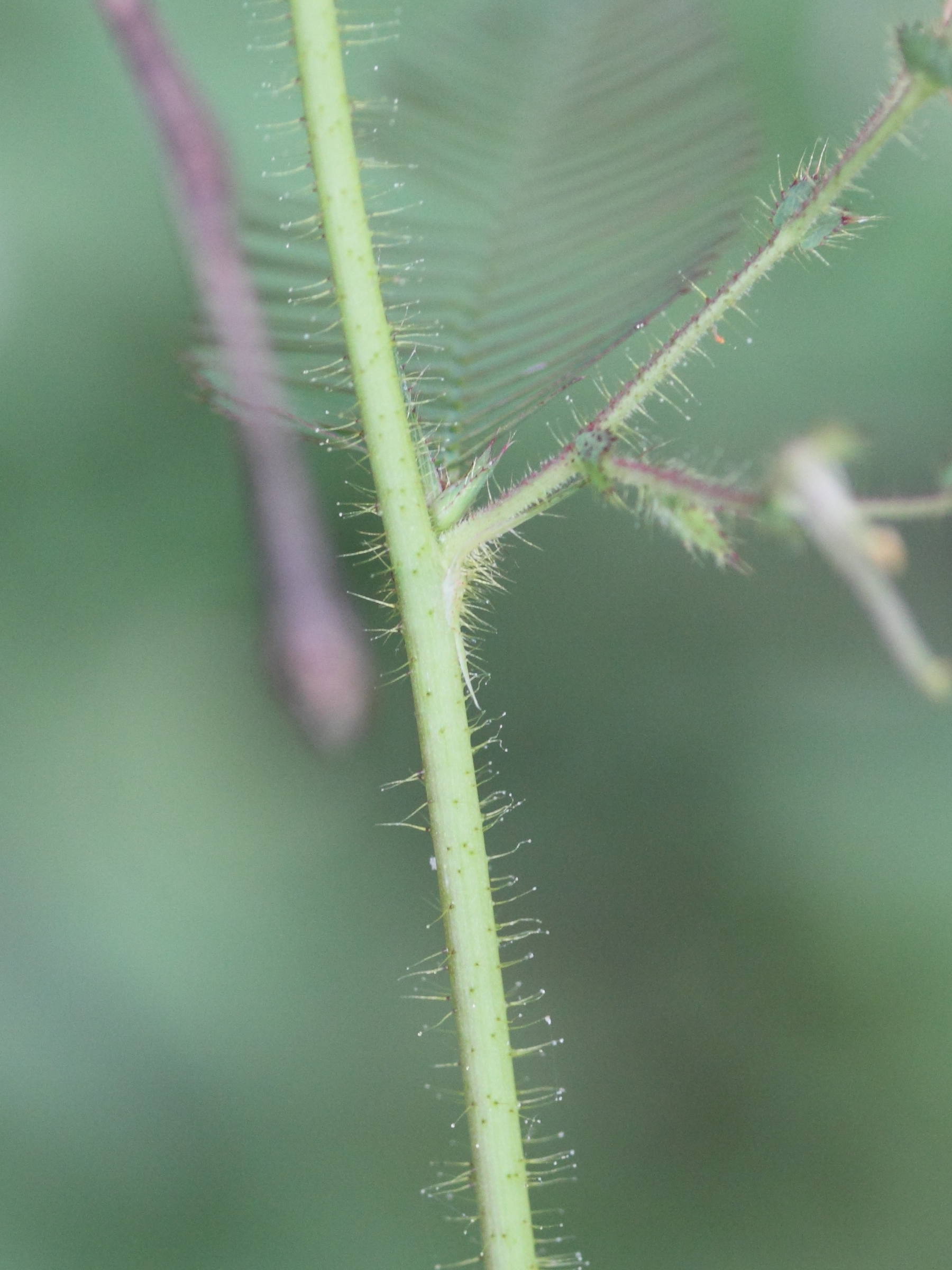 aeschynomene_indica6md