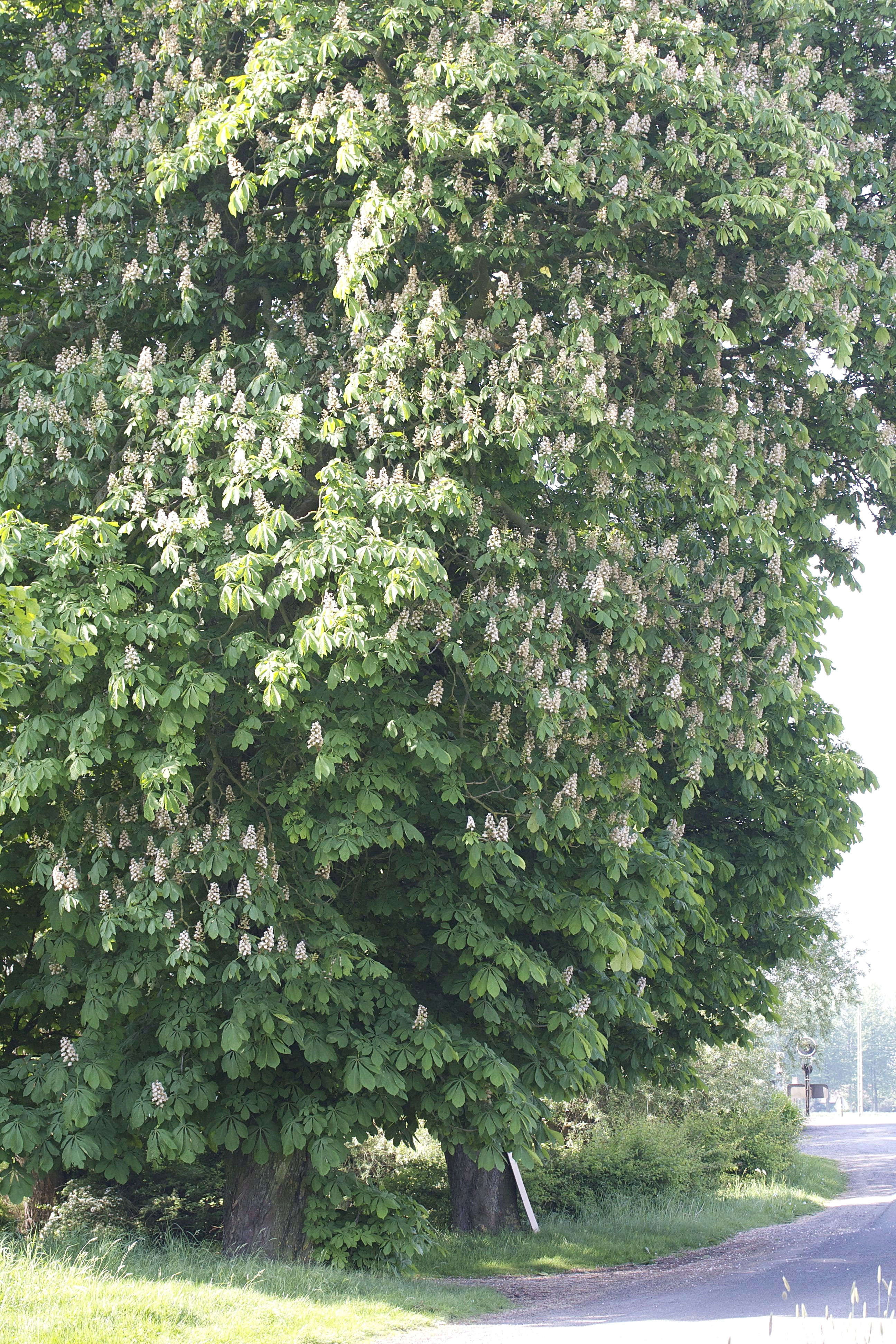 Afficher le média aesculus_hippocastanum7md aesculus_hippocastanum7md